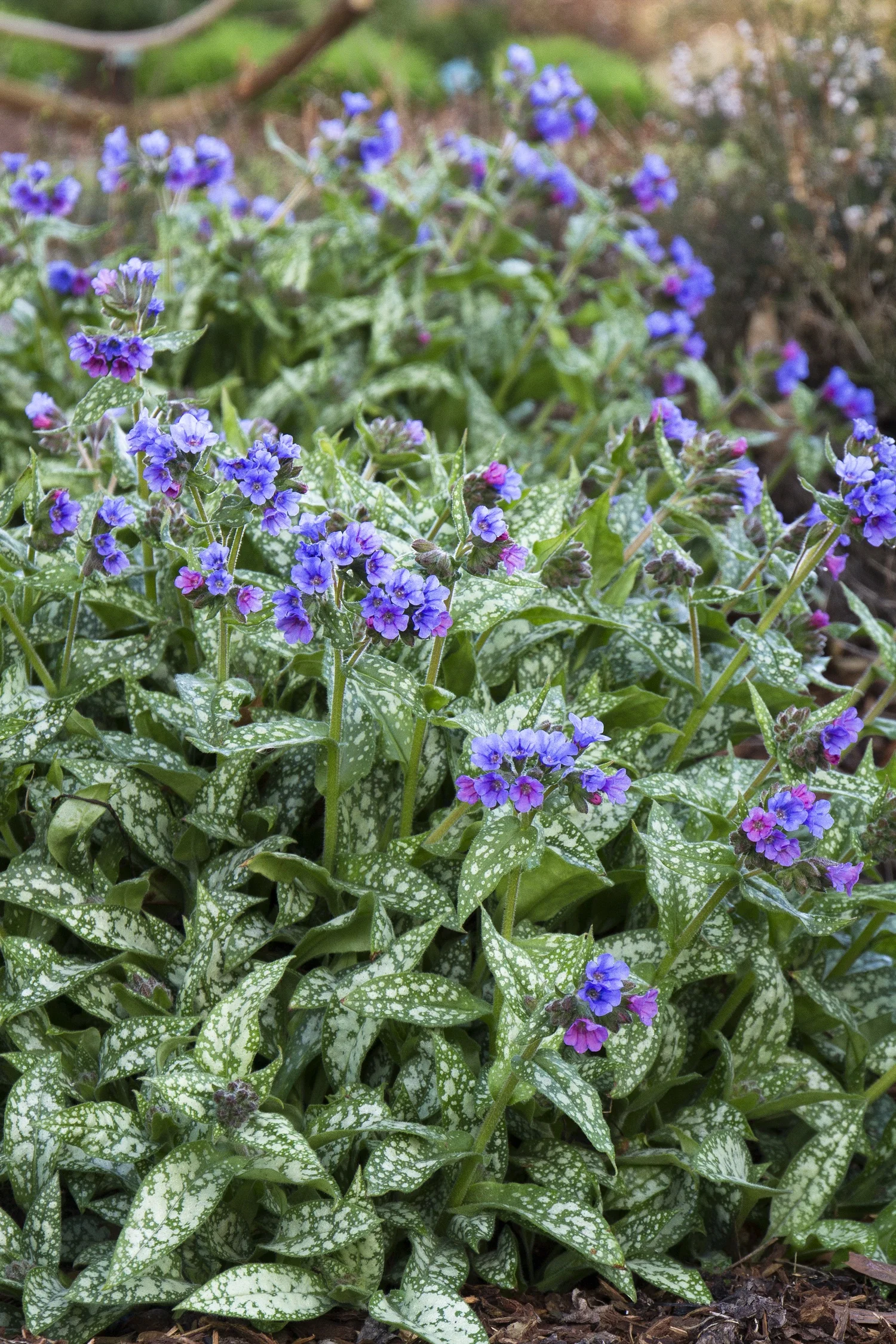 Trevi Fountain Lungwort 2 Trevi Fountain Lungwort