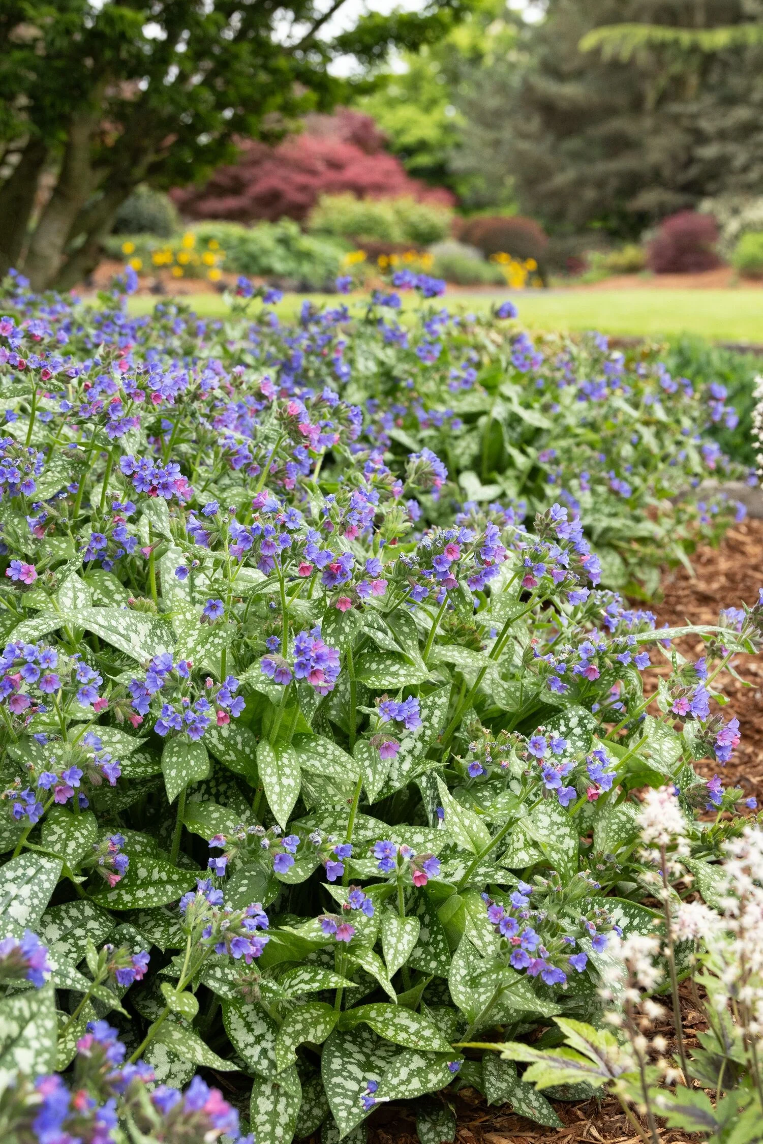 Trevi Fountain Lungwort 4 Trevi Fountain Lungwort