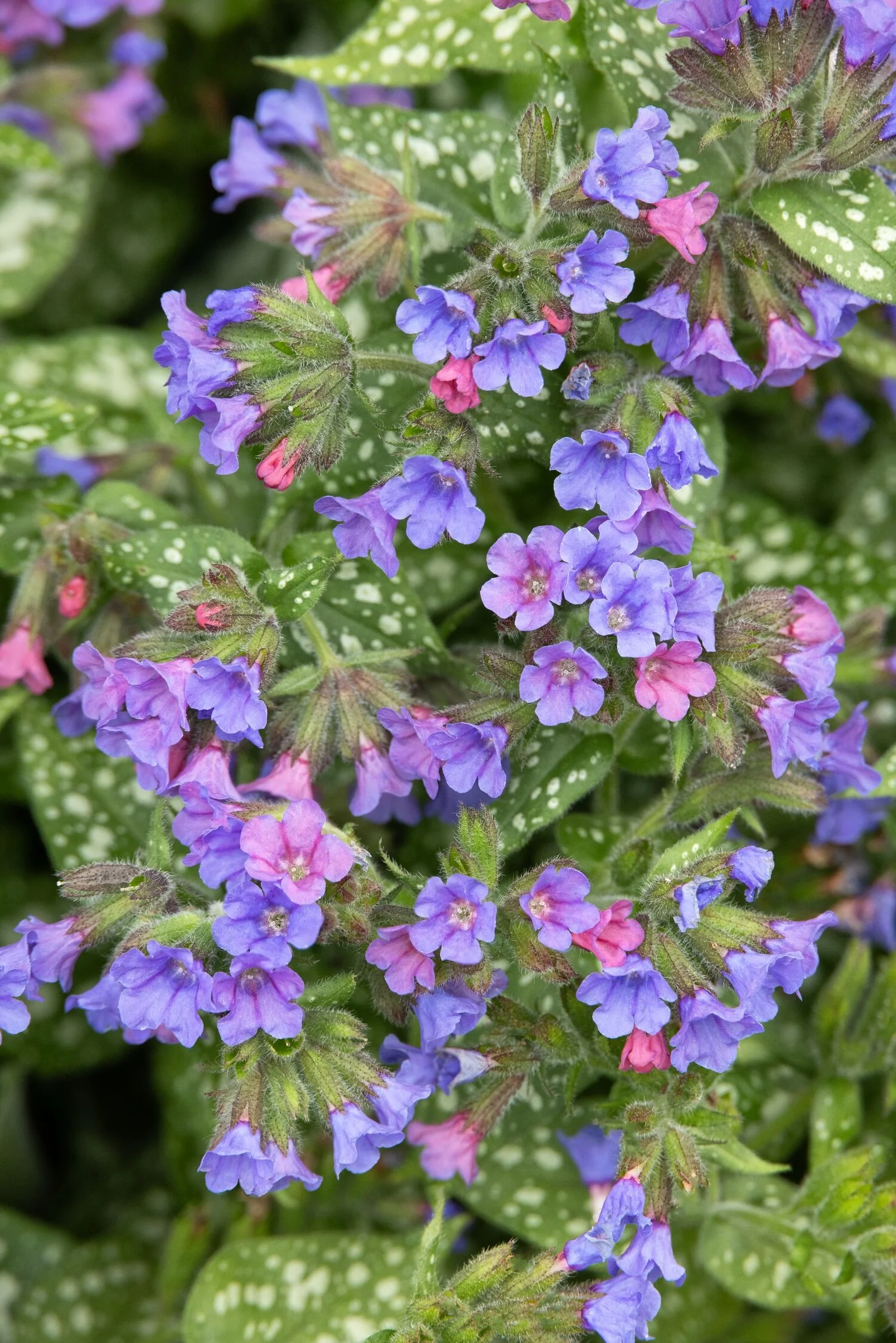 Trevi Fountain Lungwort 5 Trevi Fountain Lungwort