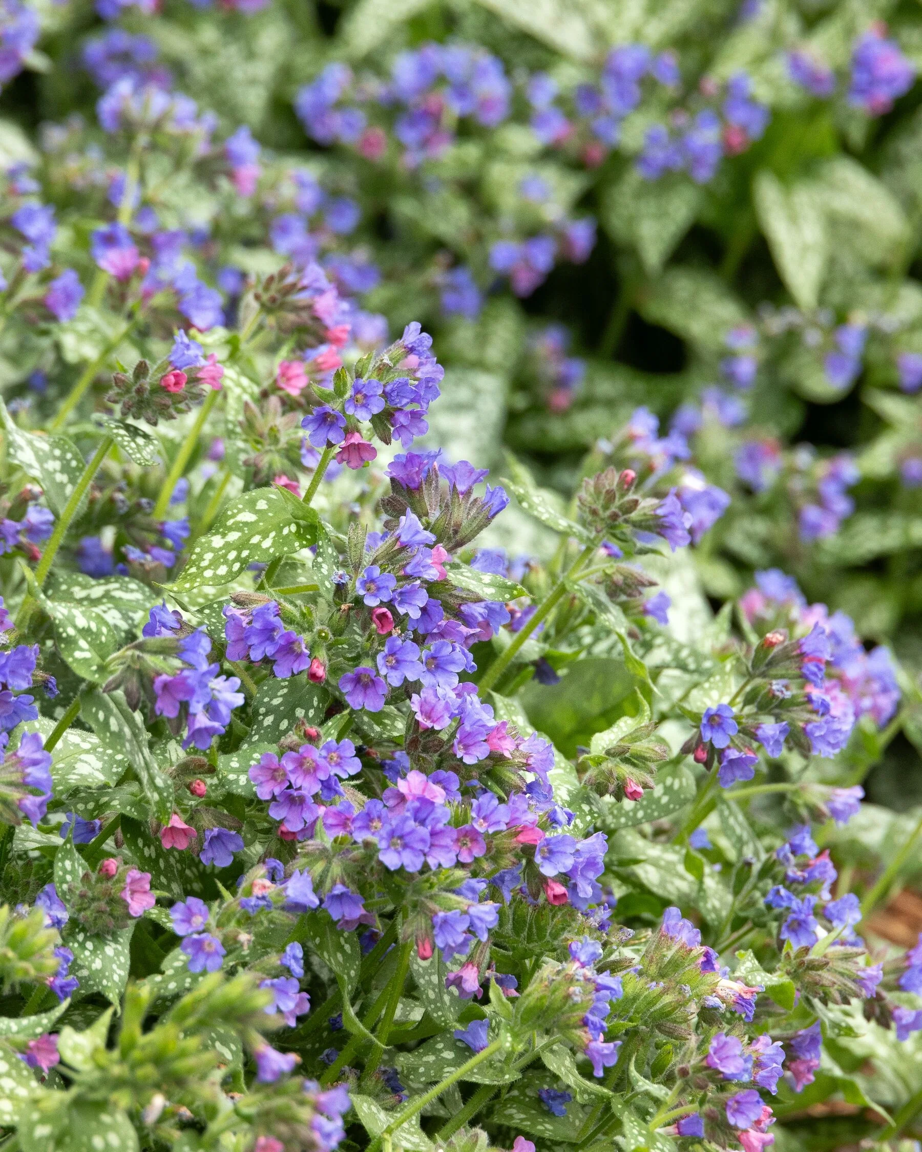 Trevi Fountain Lungwort 6 Trevi Fountain Lungwort