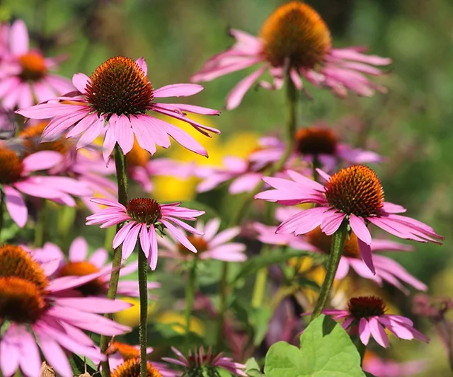 Magnus Purple Coneflower 6 Magnus Purple Coneflower