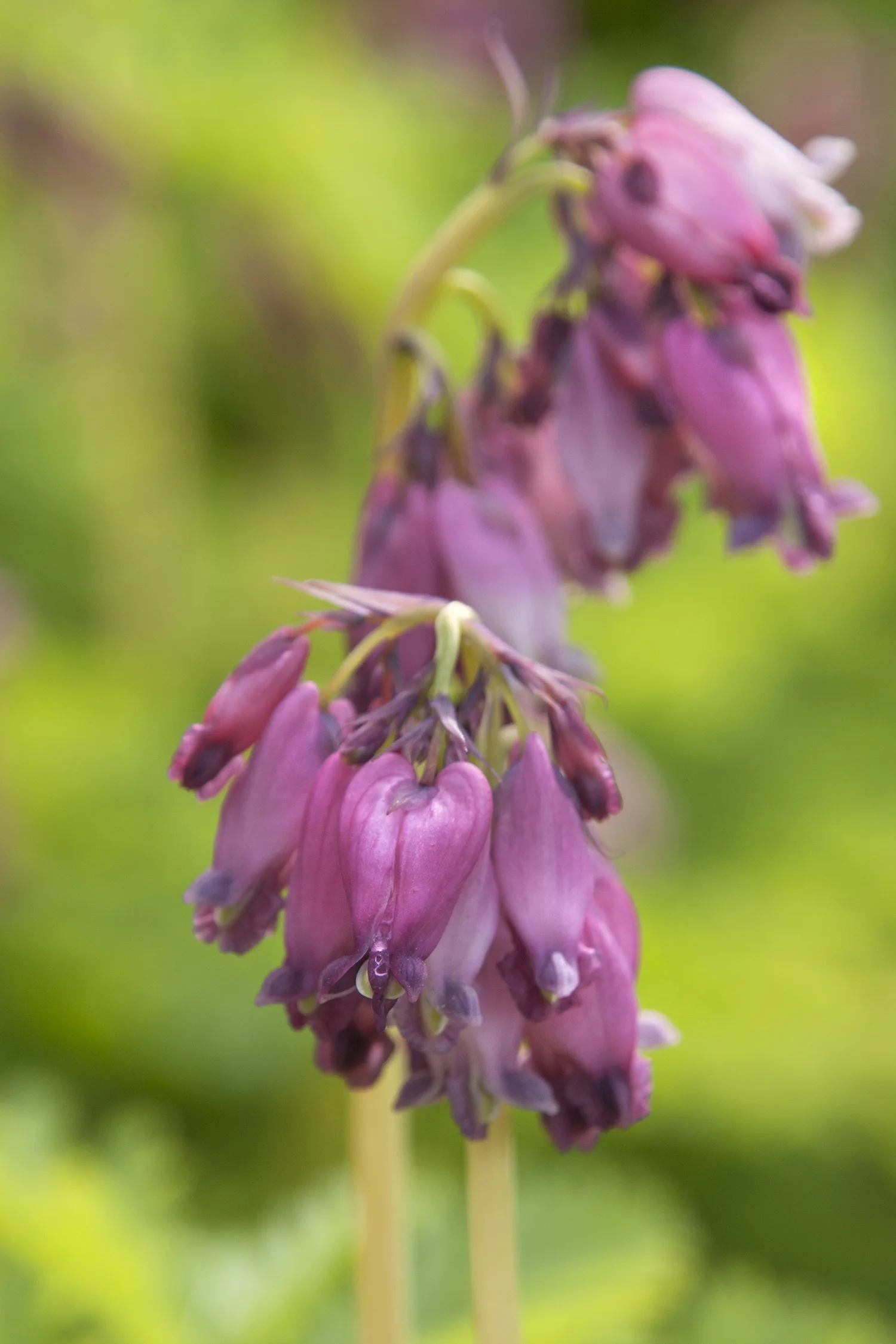 Luxuriant Fringed Bleeding Heart 2 Luxuriant Fringed Bleeding Heart
