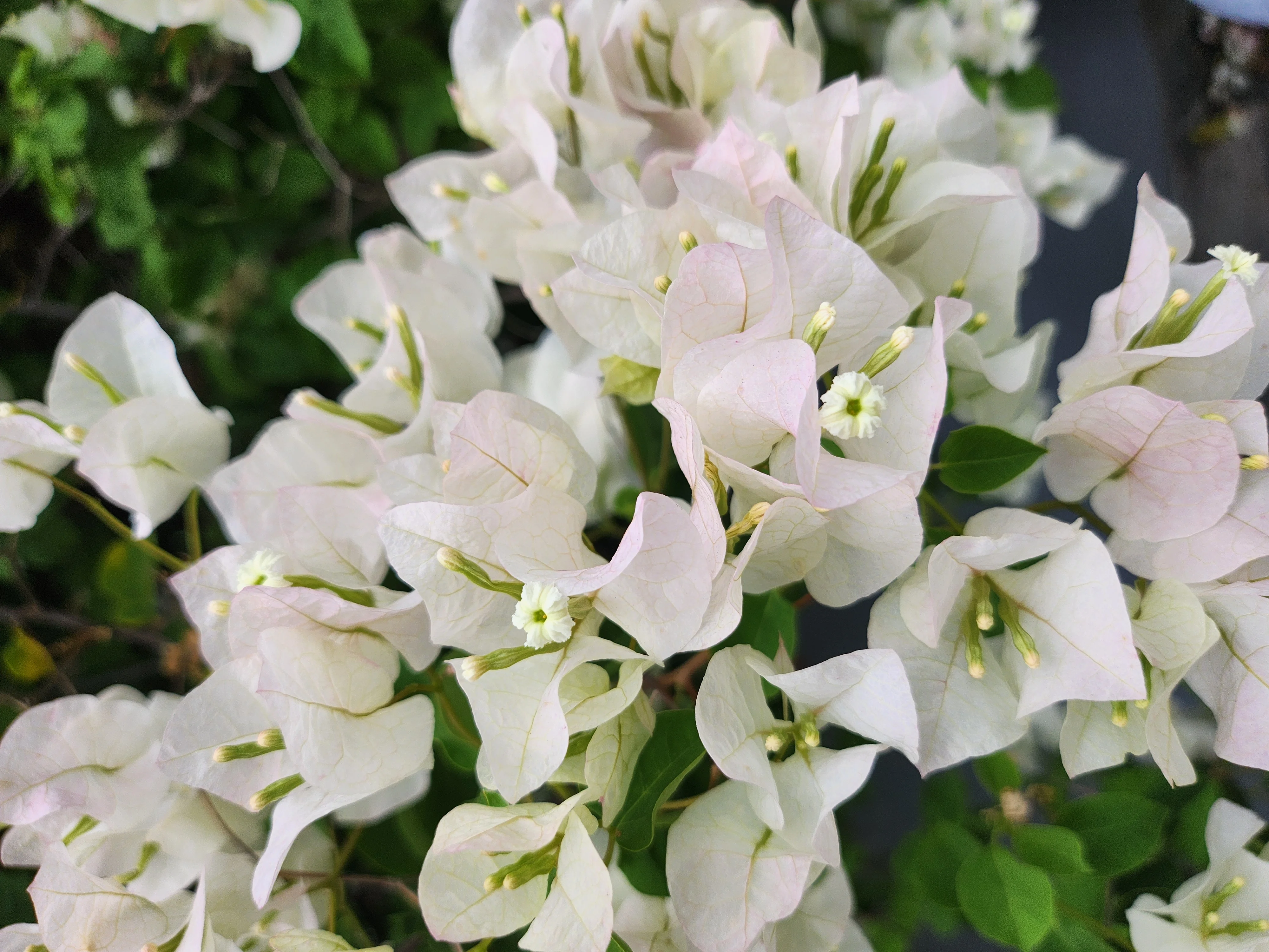 White Bougainvillea 7 White Bougainvillea