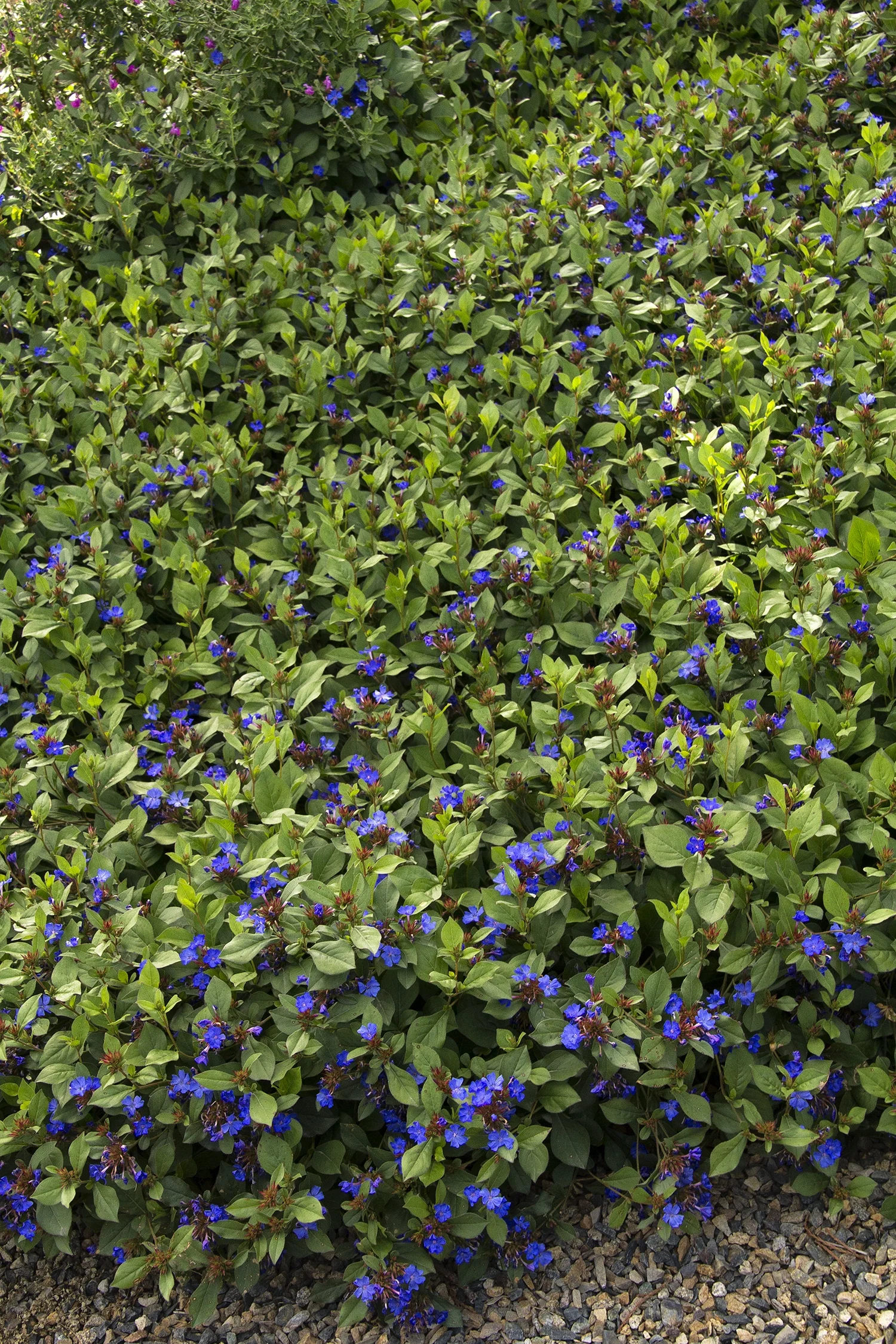 Dwarf Plumbago