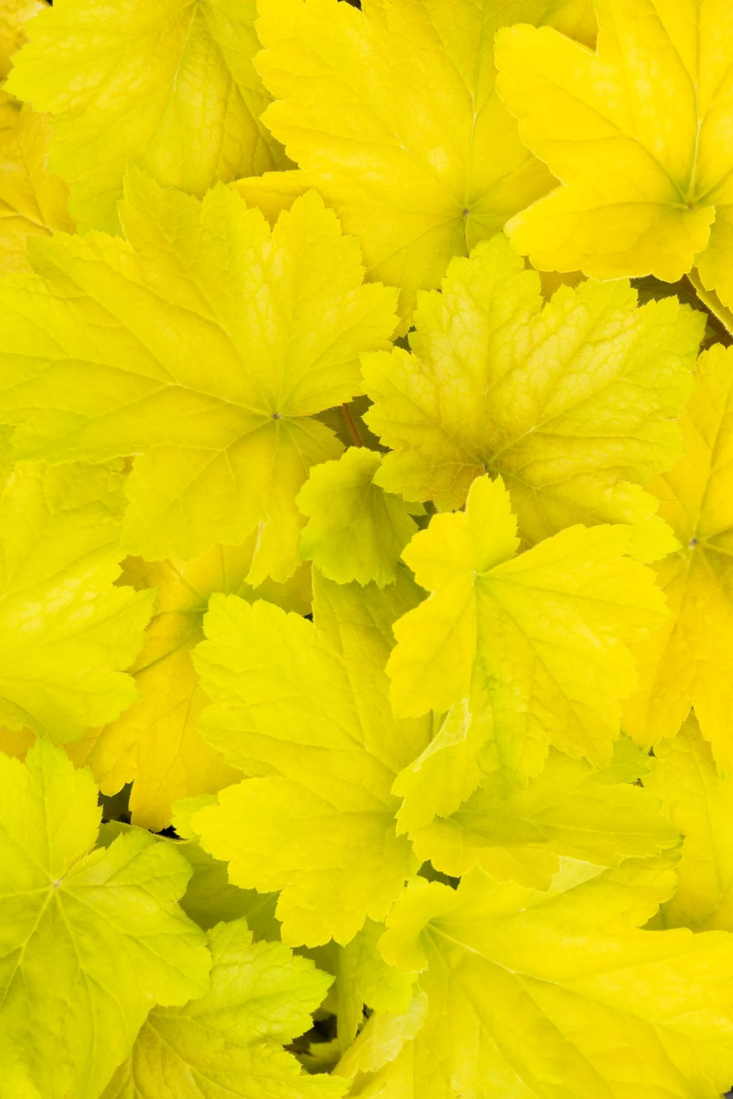 Electric Lime Heuchera 1 Electric Lime Heuchera
