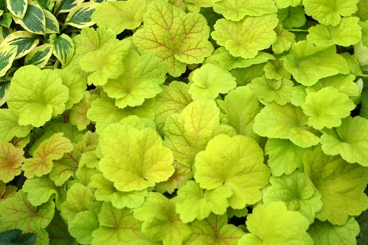 Electric Lime Heuchera 2 Electric Lime Heuchera