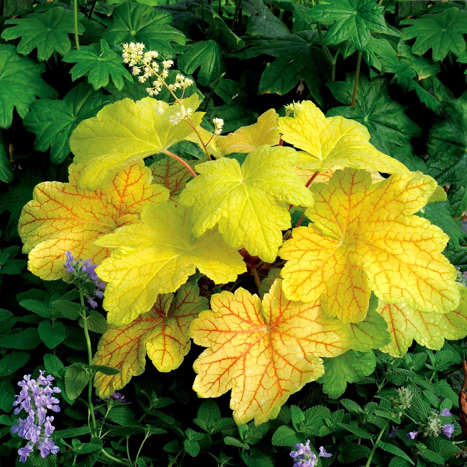 Electric Lime Heuchera 3 Electric Lime Heuchera