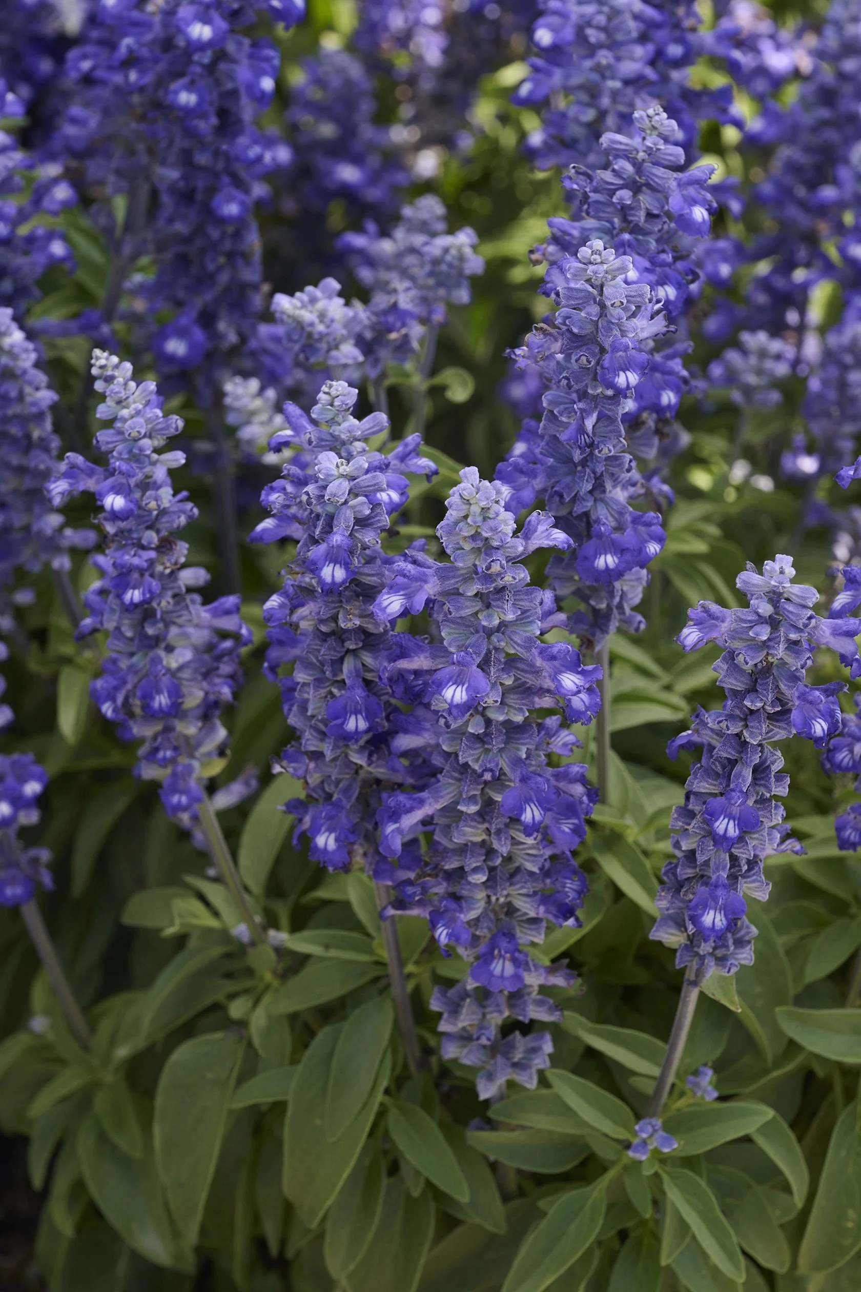 Sallyfun™ Blue Lagoon Salvia 12 Sallyfun™ Blue Lagoon Salvia