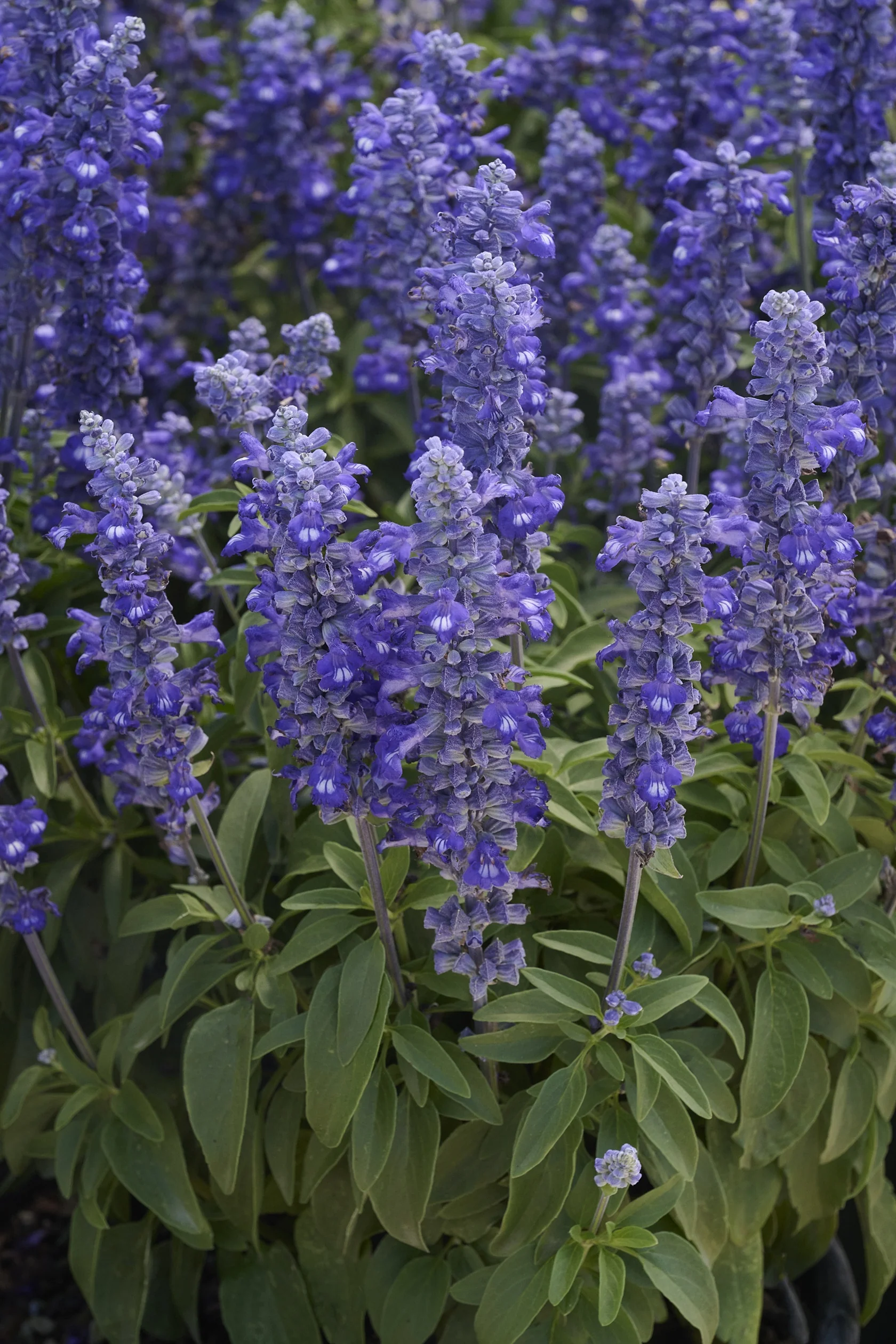 Sallyfun™ Blue Lagoon Salvia 2 Sallyfun™ Blue Lagoon Salvia
