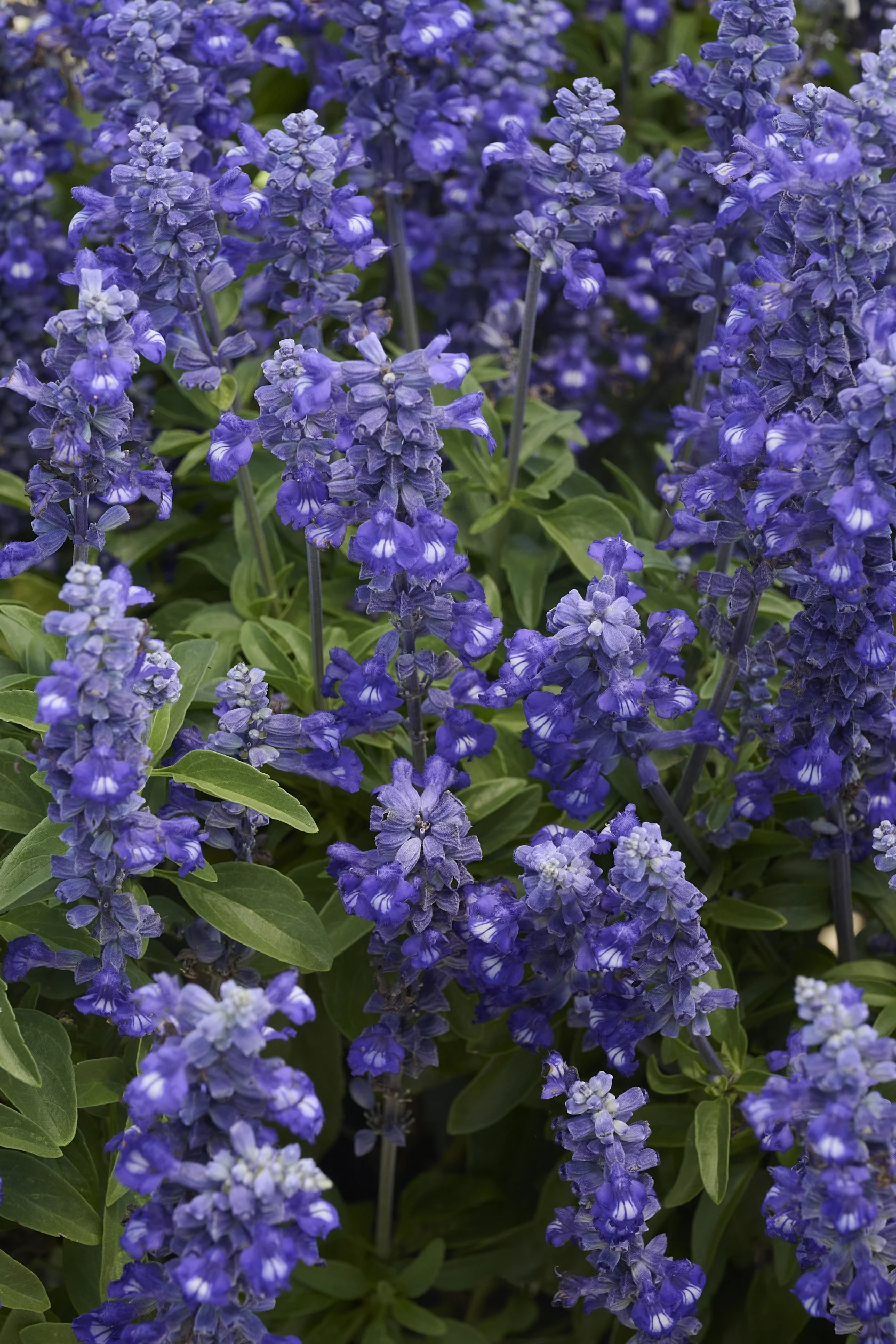 Sallyfun™ Blue Lagoon Salvia 3 Sallyfun™ Blue Lagoon Salvia