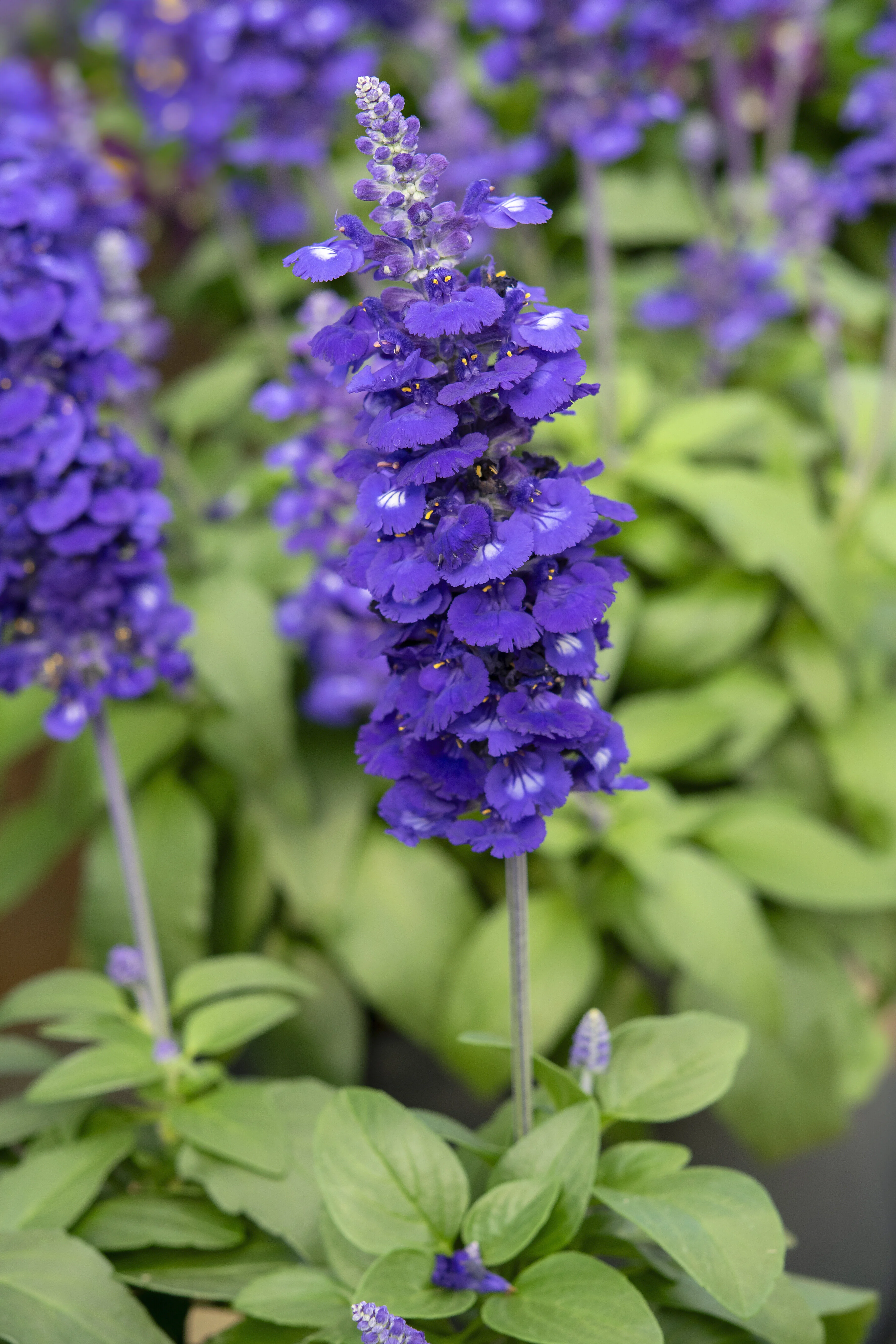 Sallyfun™ Blue Lagoon Salvia 4 Sallyfun™ Blue Lagoon Salvia