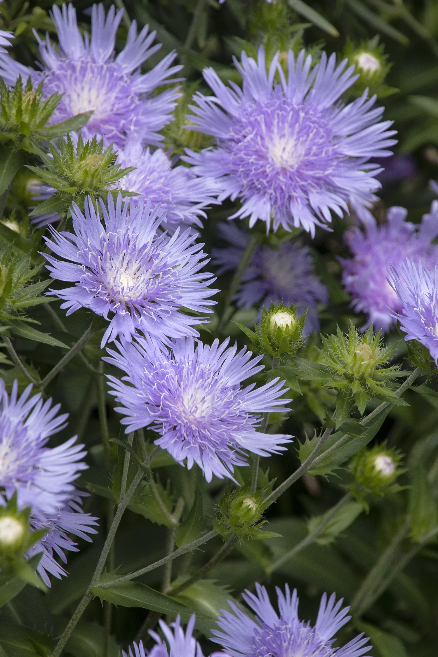 Peachie's Pick Stokes' Aster
