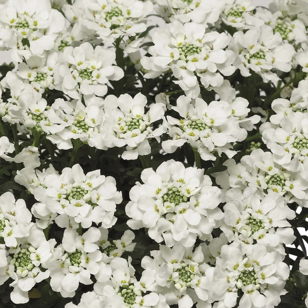 Snowdrift™ Candytuft 6 Snowdrift™ Candytuft