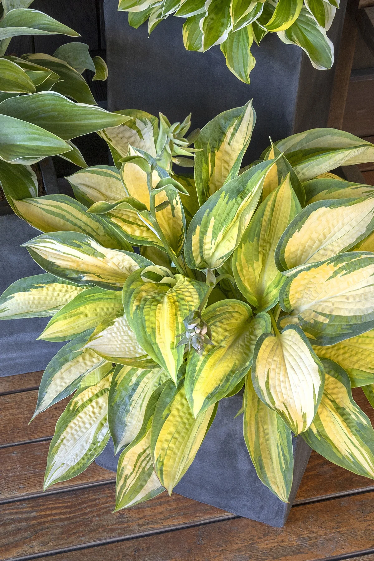 Great Expectations Hosta 8 Great Expectations Hosta