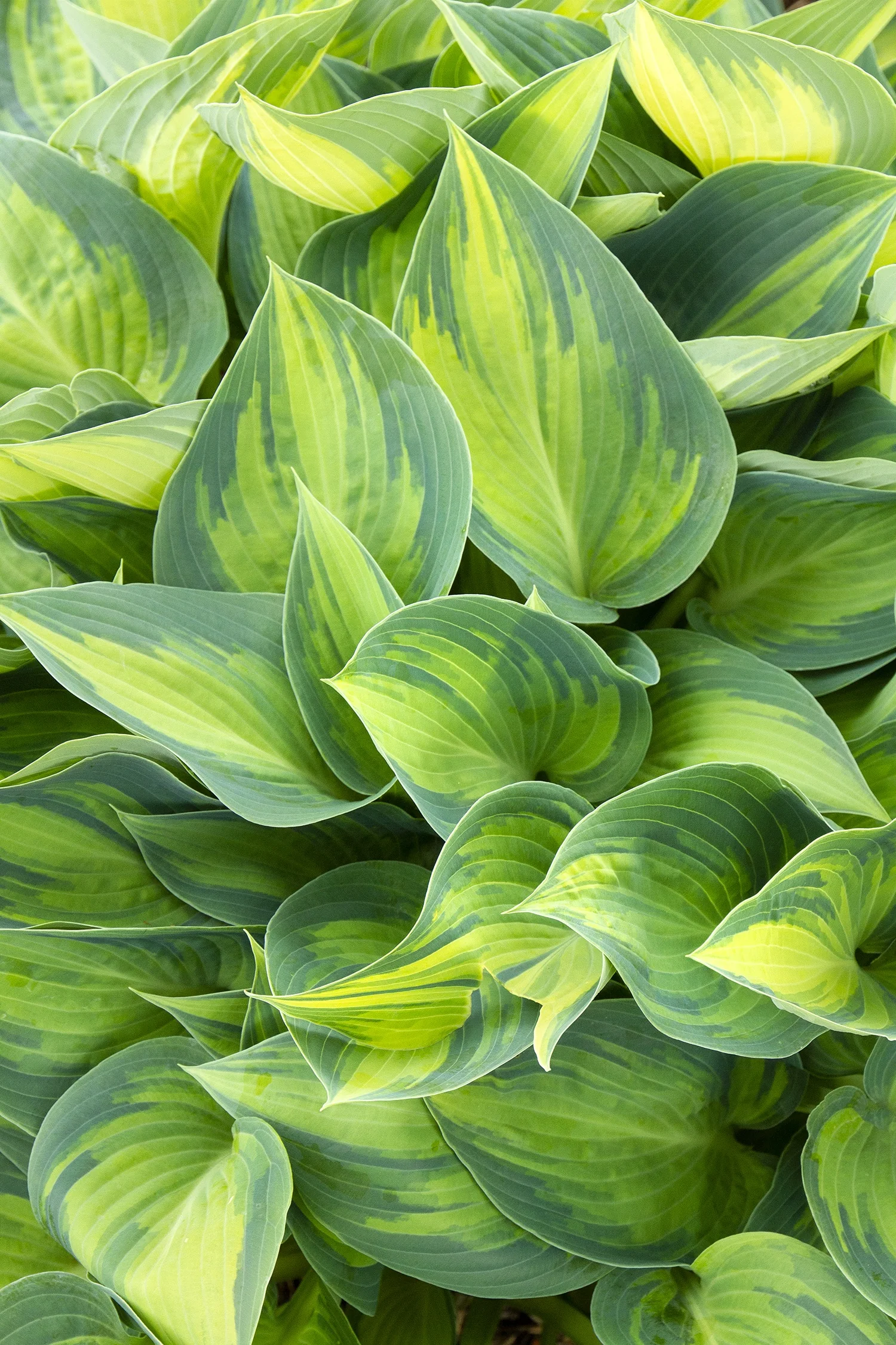 June Hosta