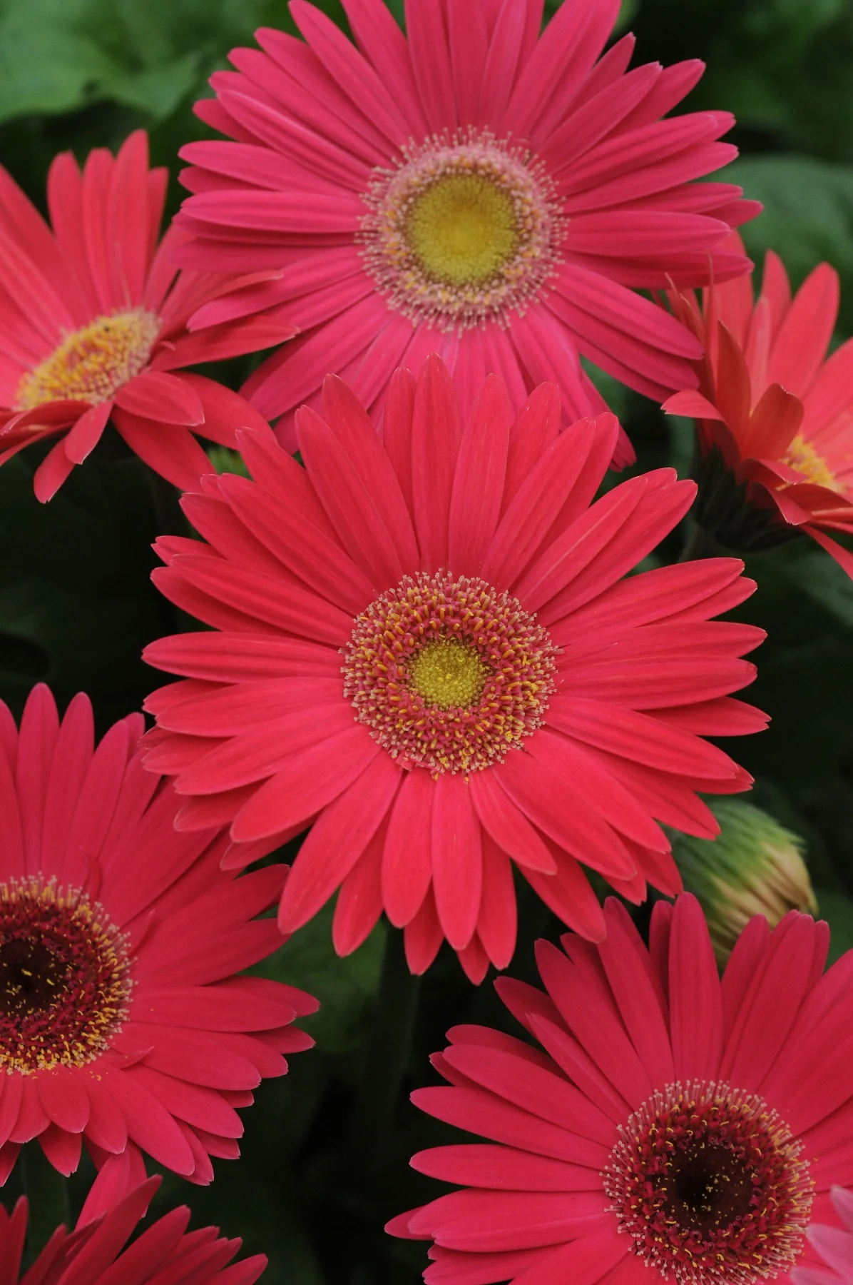Revolution™ Gerbera Daisy