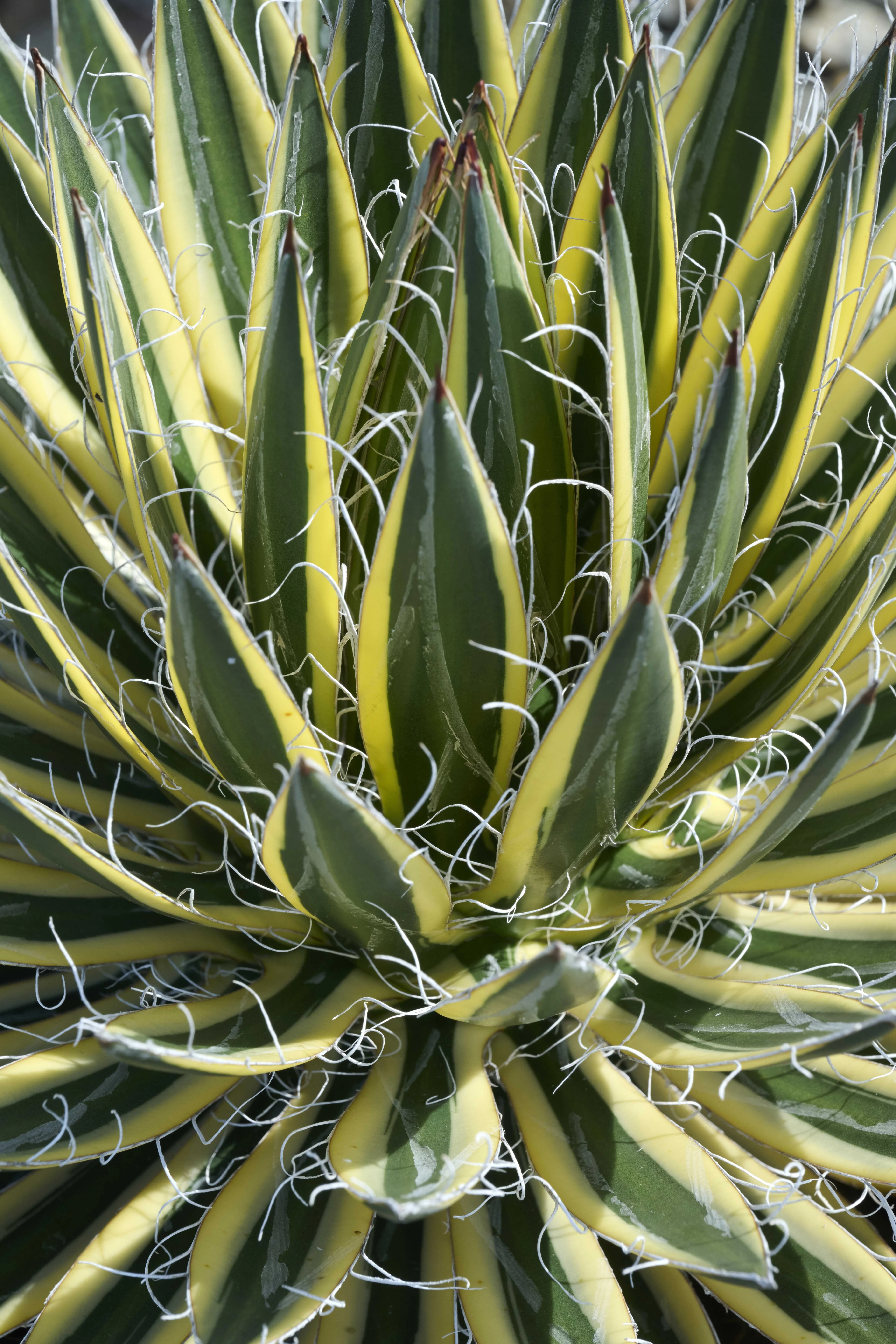 Royal Flush Agave 1 Royal Flush Agave