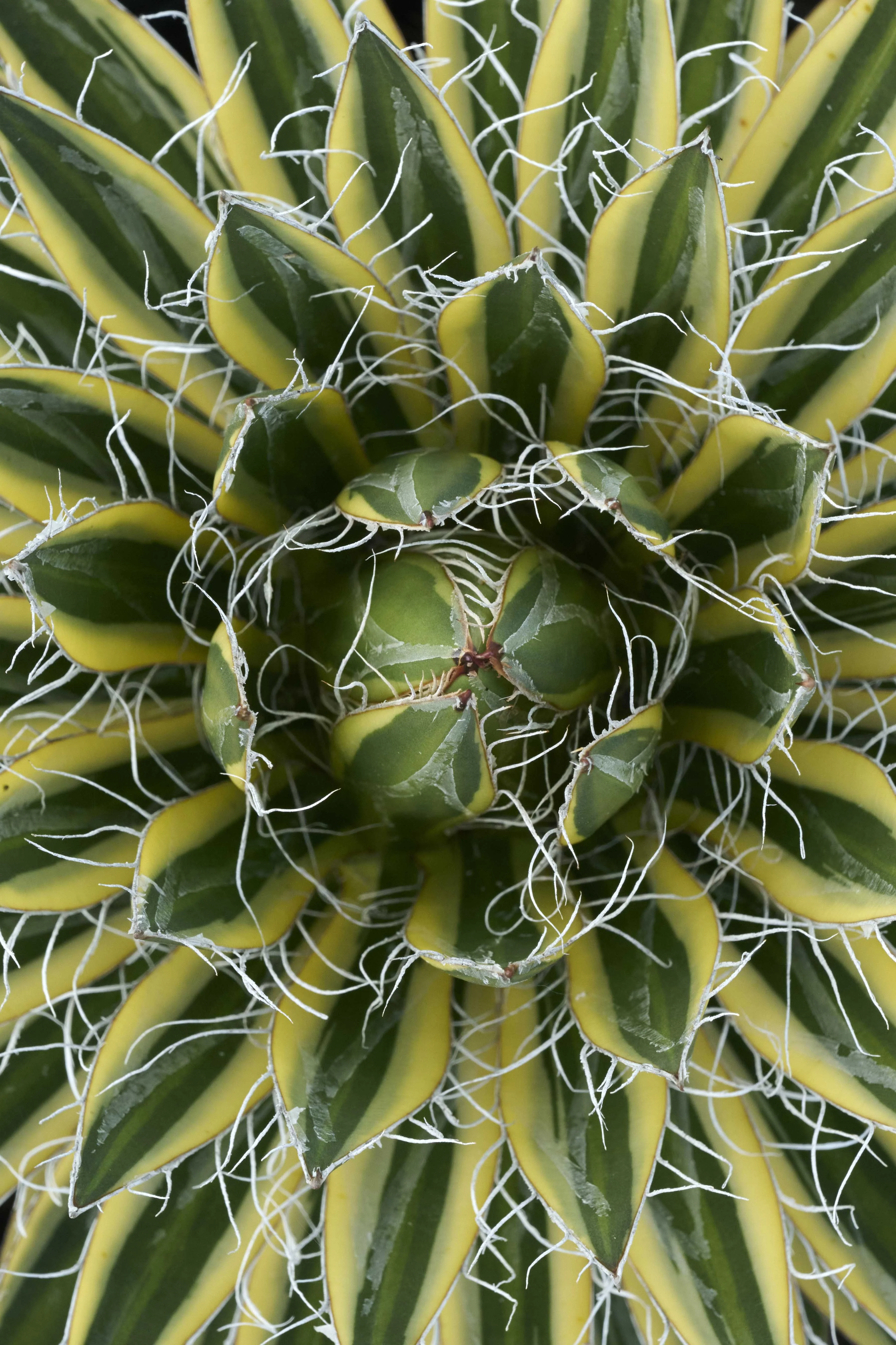 Royal Flush Agave 2 Royal Flush Agave