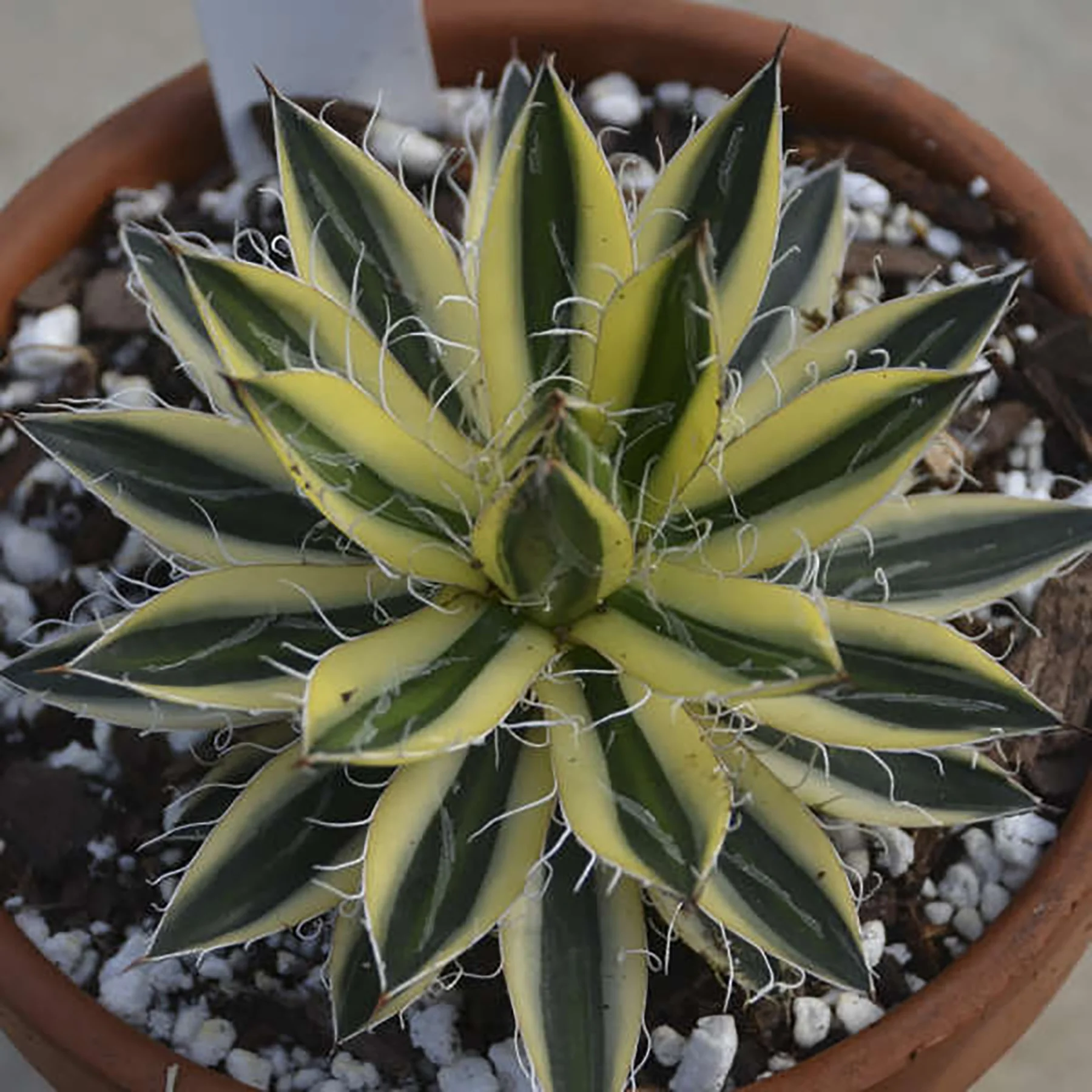Royal Flush Agave 3 Royal Flush Agave