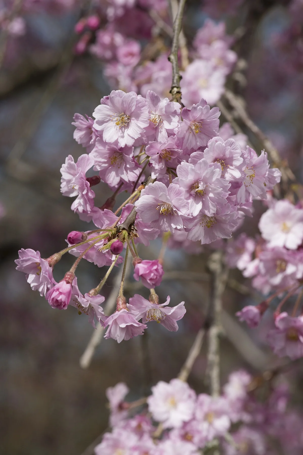 Double Pink Weeping Higan Flowering Cherry 7 Double Pink Weeping Higan Flowering Cherry