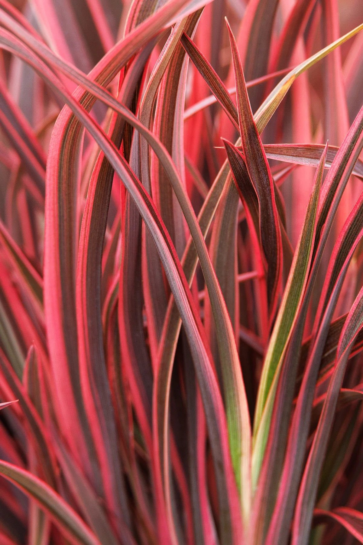 Petite Indigo® Ruby New Zealand Flax