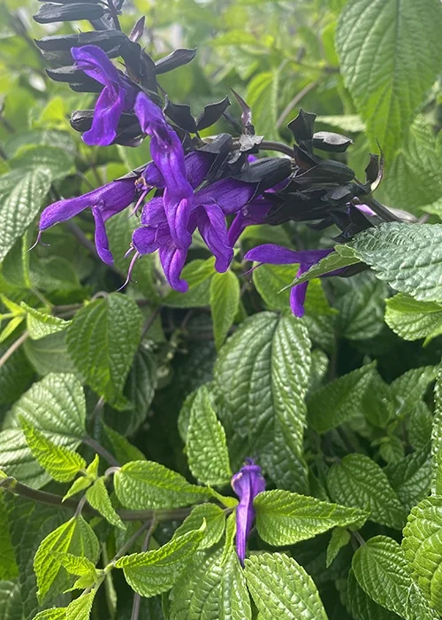 BODACIOUS™ Hummingbird Falls Salvia 13 BODACIOUS™ Hummingbird Falls Salvia