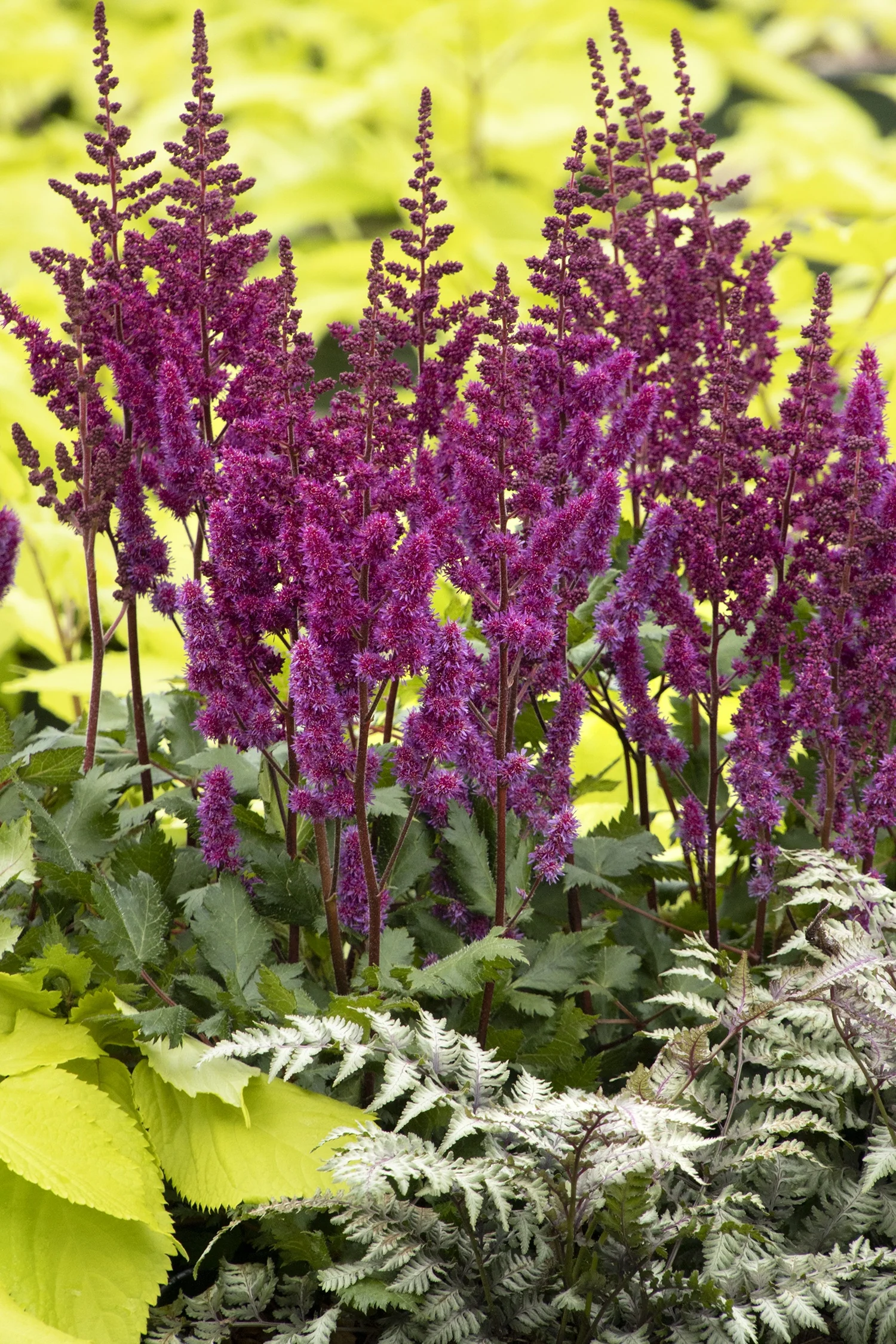 Vision In Red Astilbe