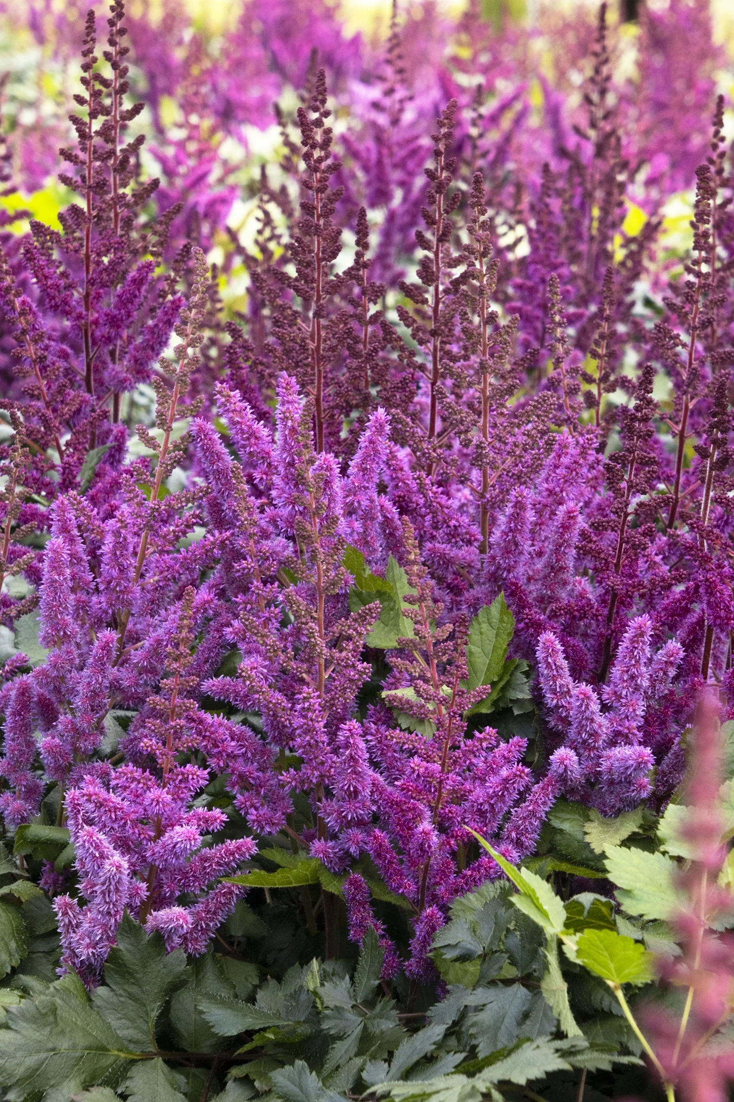 Vision In Red Astilbe