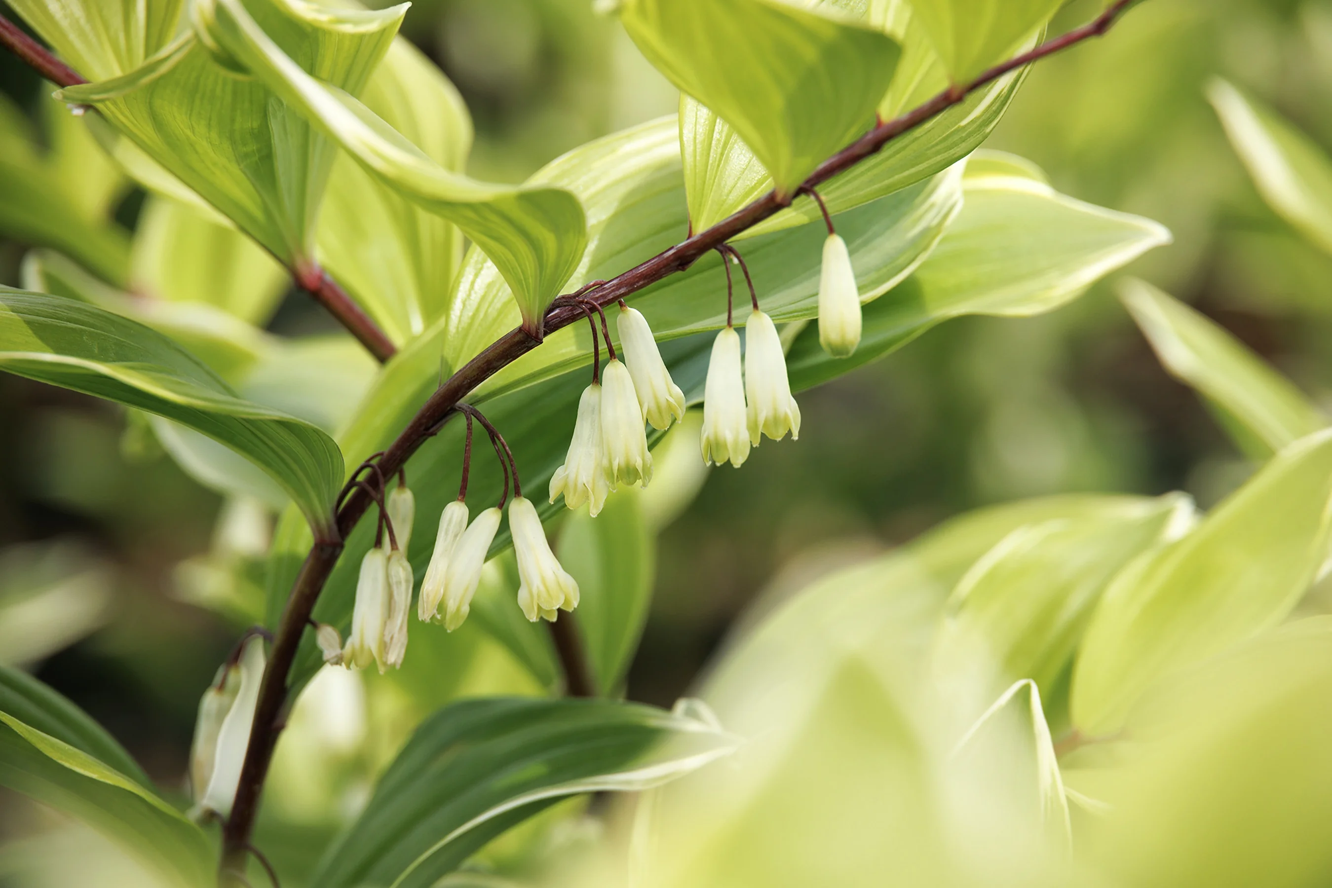 Variegated Solomon's Seal 1 Variegated Solomon's Seal