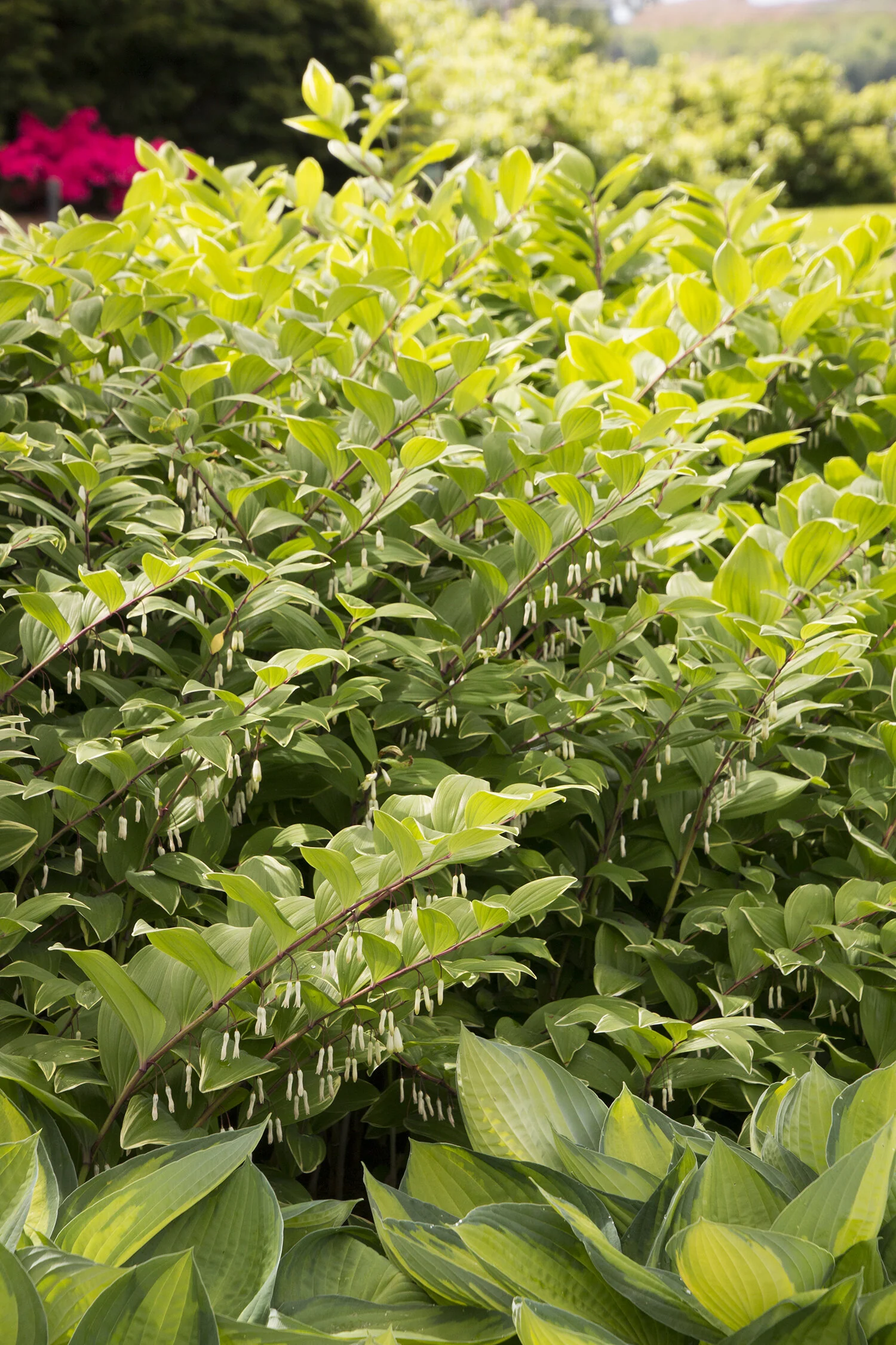 Variegated Solomon's Seal 2 Variegated Solomon's Seal