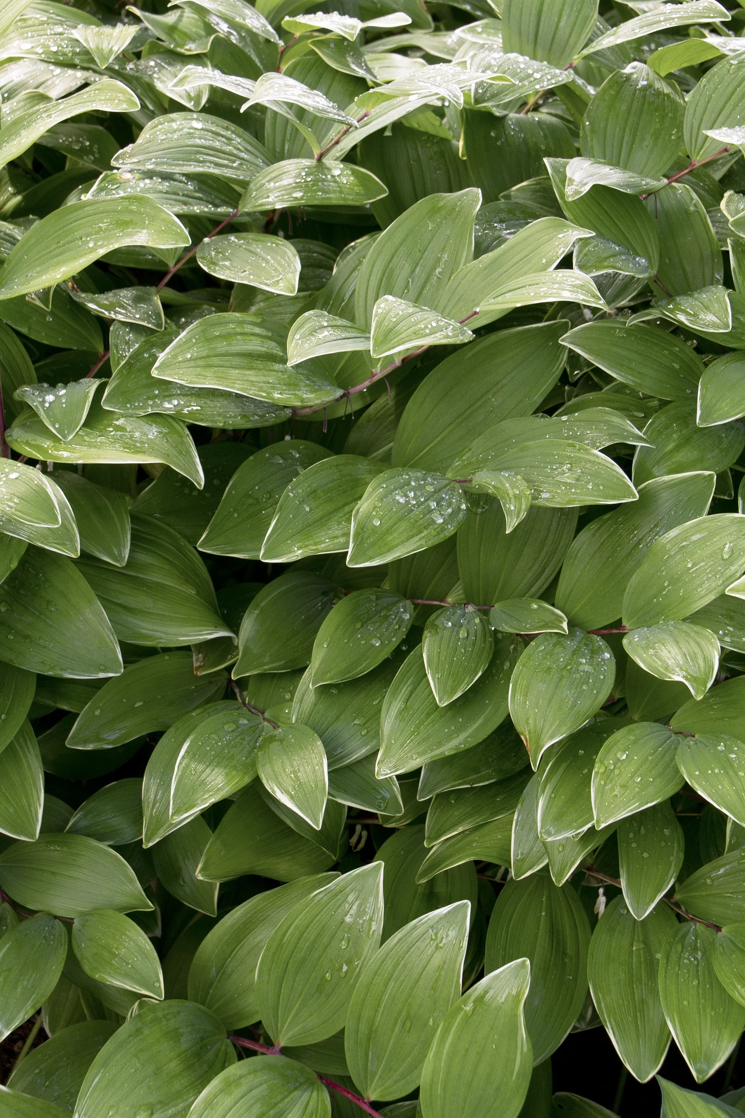 Variegated Solomon's Seal 3 Variegated Solomon's Seal