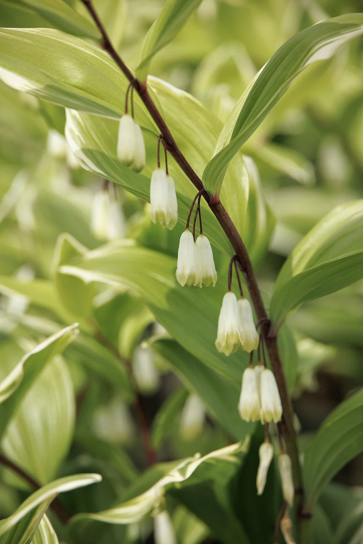 Variegated Solomon's Seal 5 Variegated Solomon's Seal