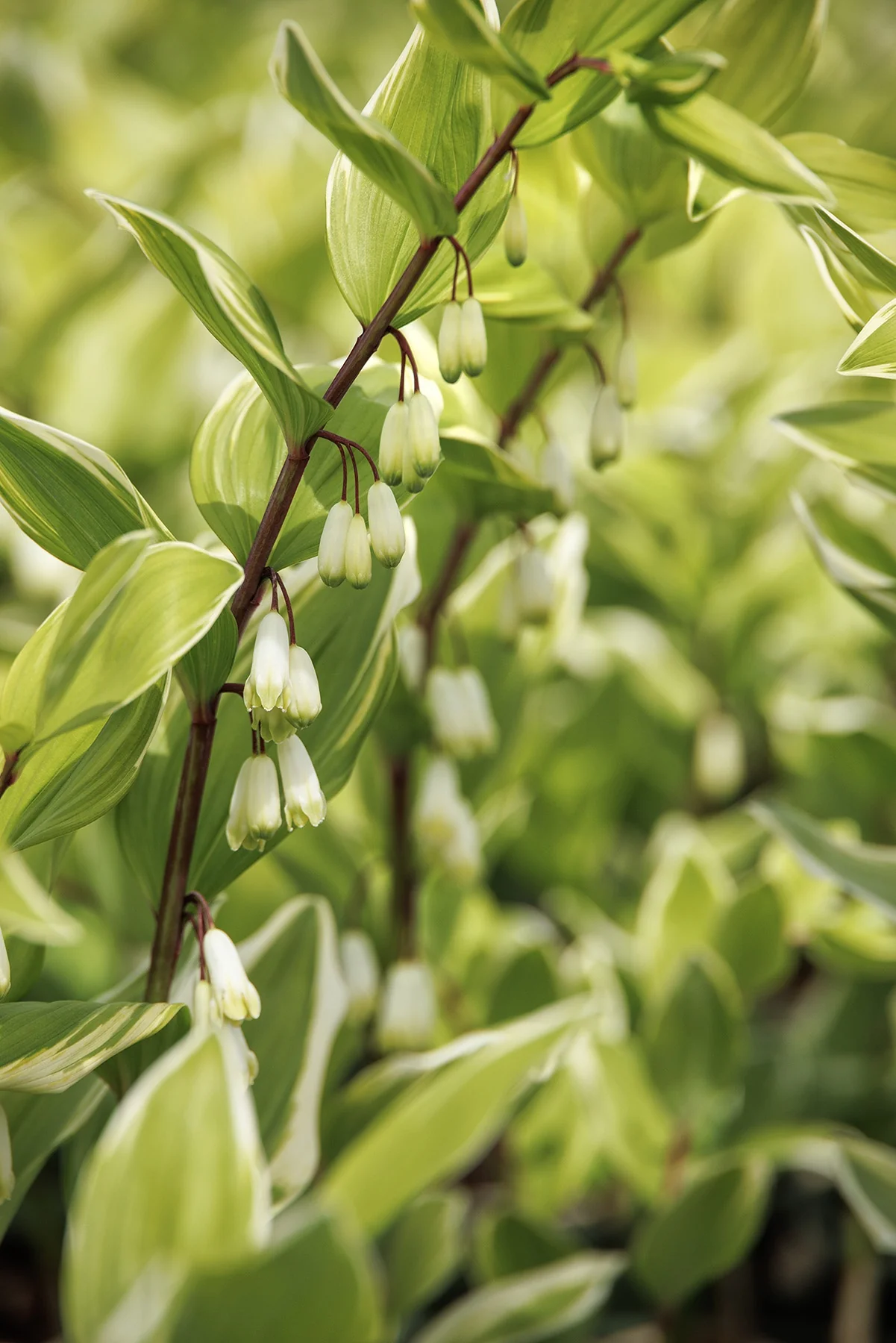 Variegated Solomon's Seal 6 Variegated Solomon's Seal