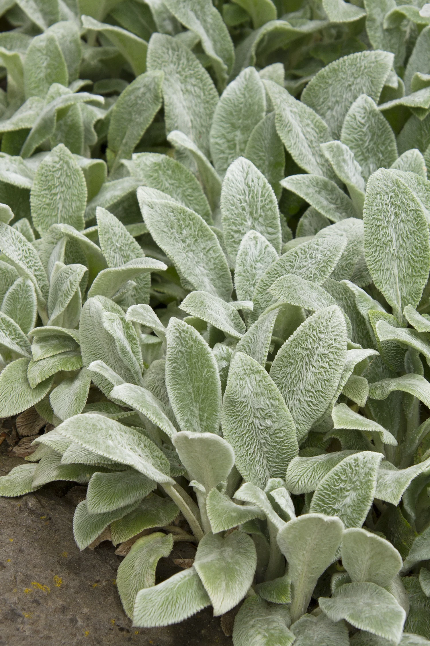 Silver Carpet Lamb's Ear 3 Silver Carpet Lamb's Ear