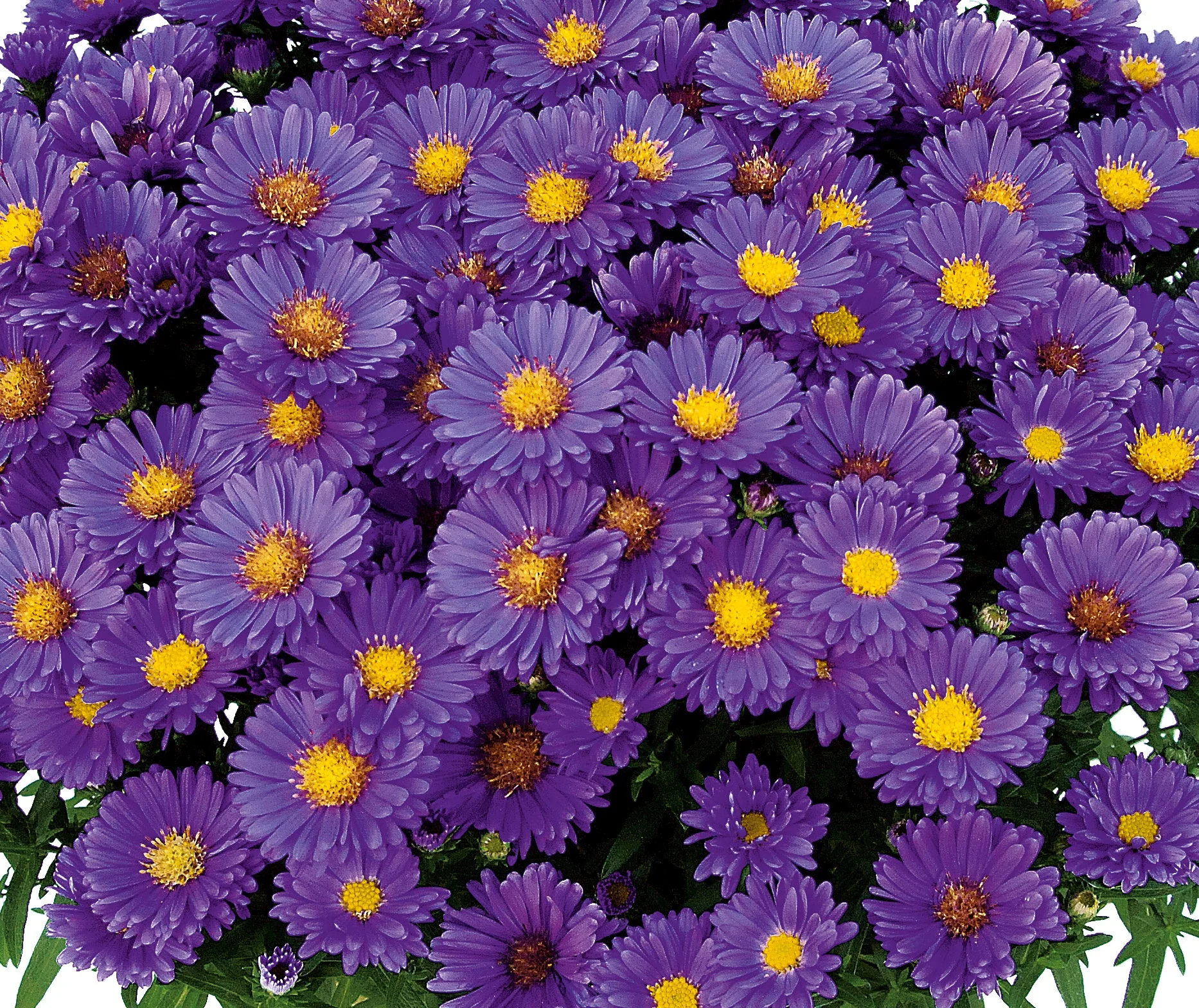 Kickin Lilac Blue Aster 6 Kickin Lilac Blue Aster