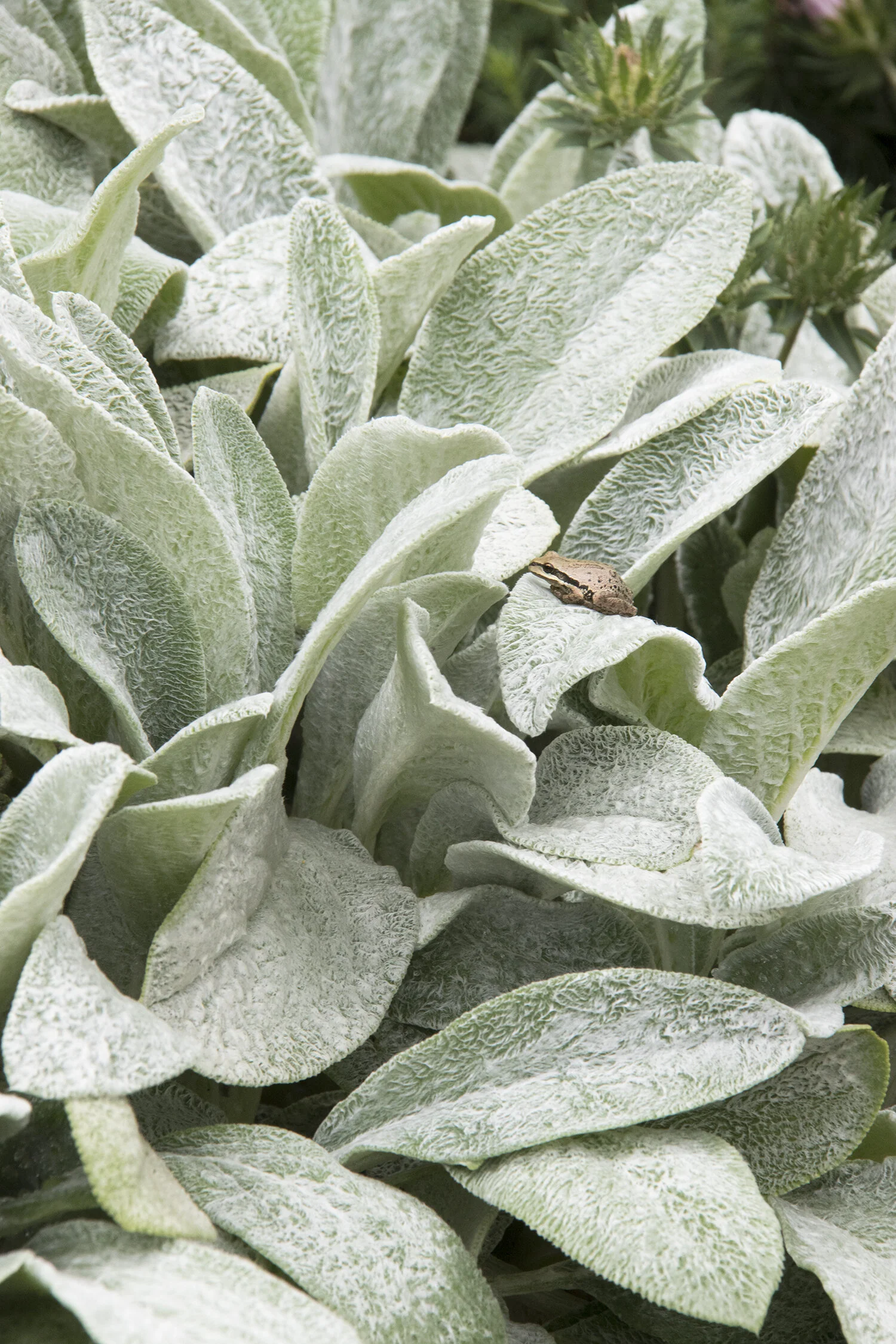 Big Ears Lamb's Ear