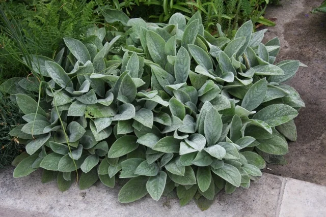 Big Ears Lamb's Ear