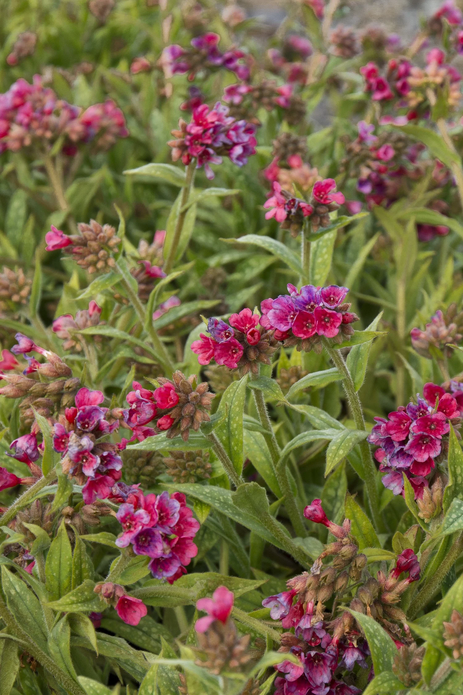 Raspberry Splash Lungwort 5 Raspberry Splash Lungwort