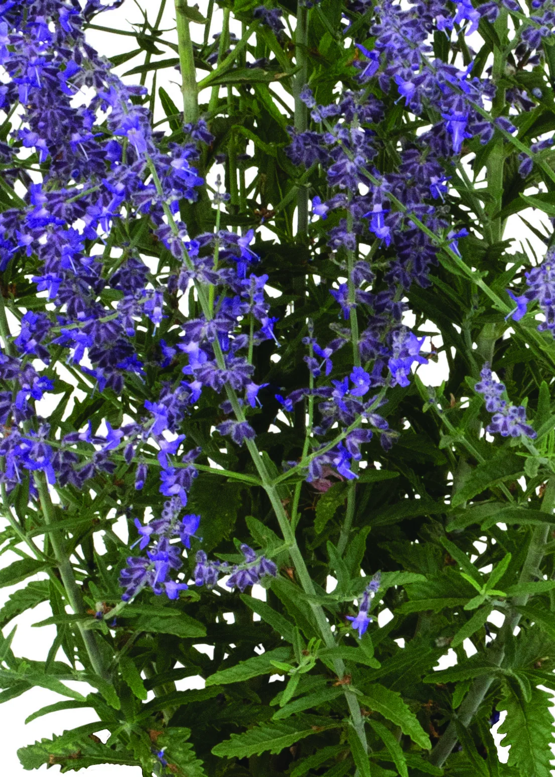 Jelena Russian Sage 6 Jelena Russian Sage