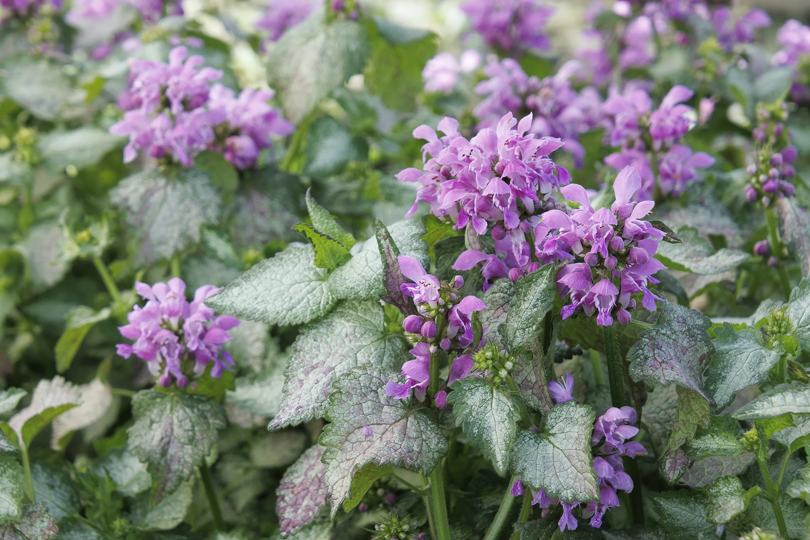 Orchid Frost Spotted Dead Nettle 1 Orchid Frost Spotted Dead Nettle