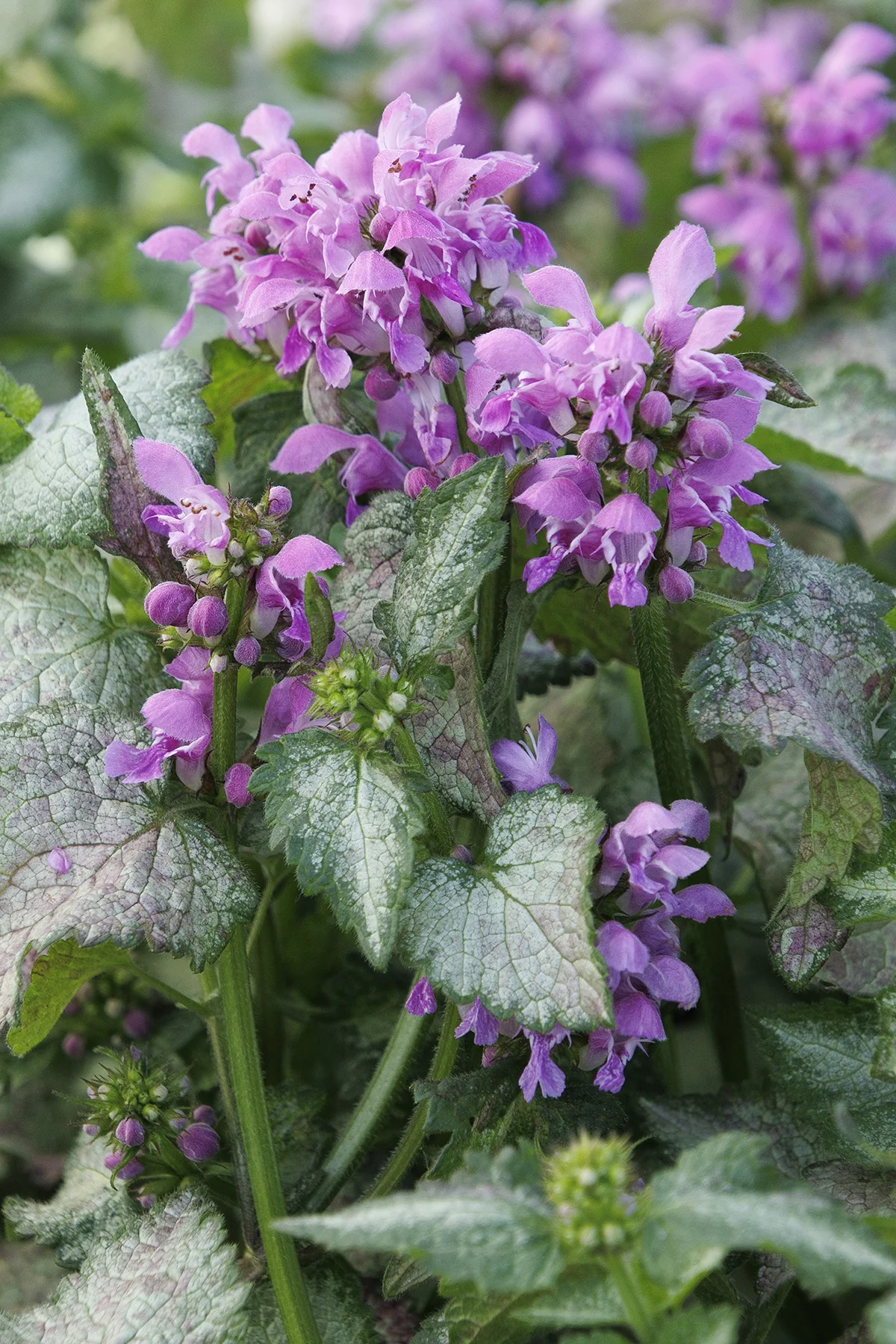Orchid Frost Spotted Dead Nettle 2 Orchid Frost Spotted Dead Nettle