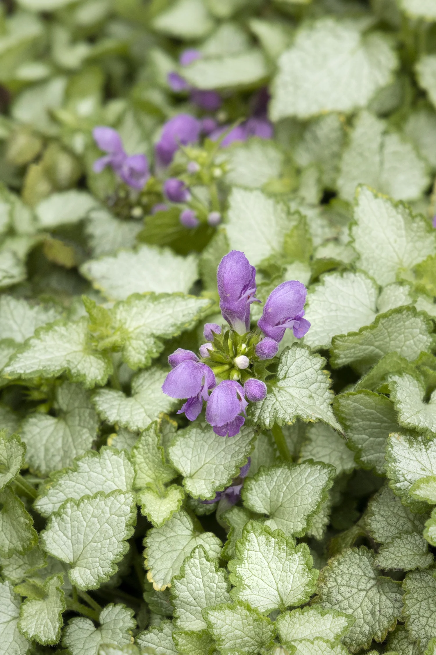 Orchid Frost Spotted Dead Nettle 3 Orchid Frost Spotted Dead Nettle