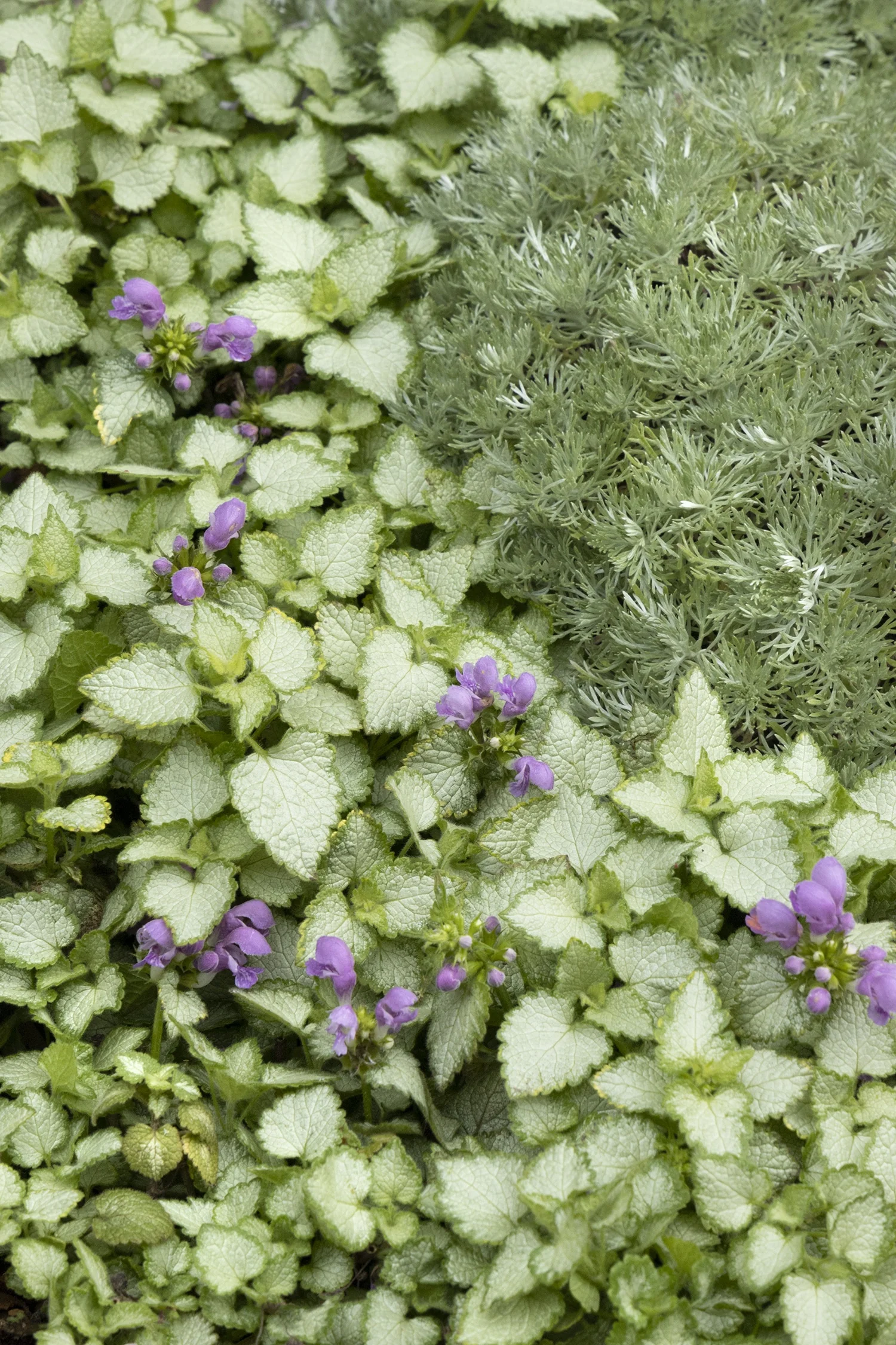 Orchid Frost Spotted Dead Nettle 5 Orchid Frost Spotted Dead Nettle
