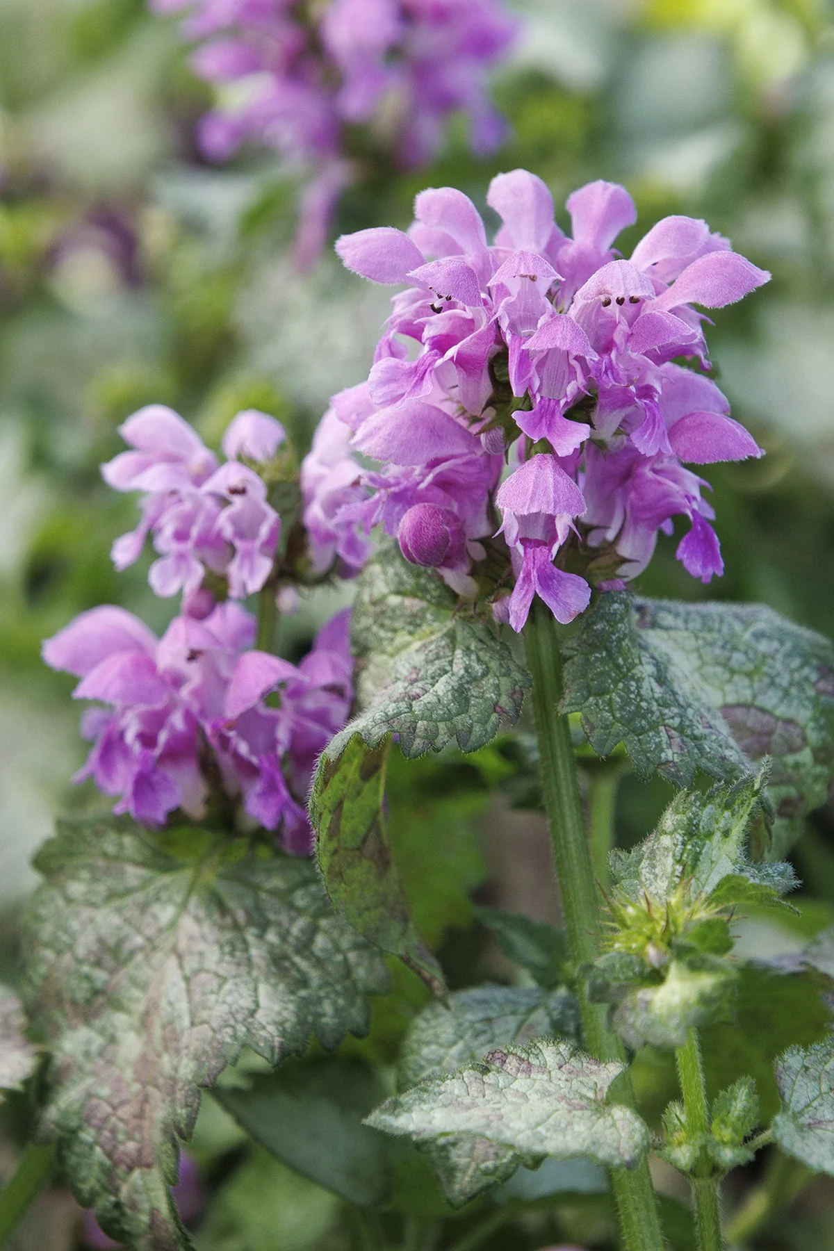 Orchid Frost Spotted Dead Nettle 7 Orchid Frost Spotted Dead Nettle