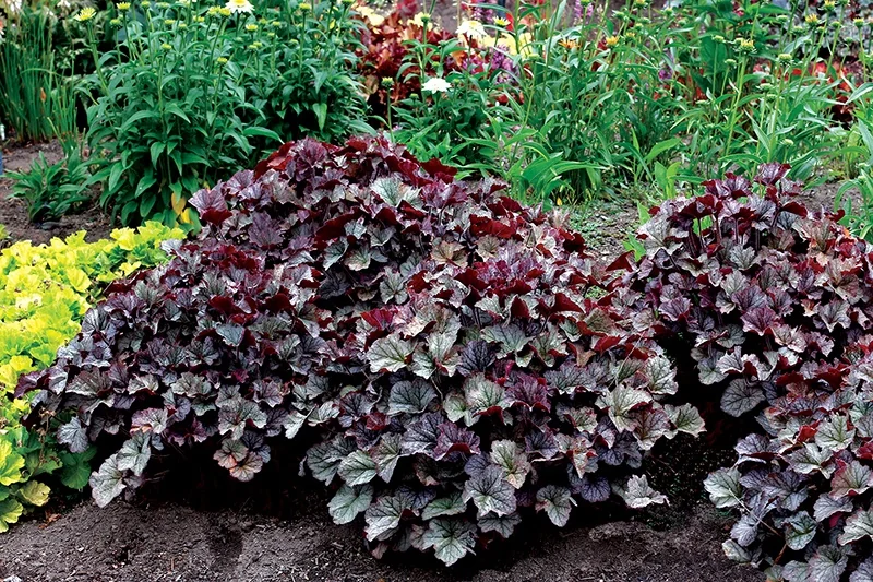 Northern Exposure™ Silver Heuchera 4 Northern Exposure™ Silver Heuchera