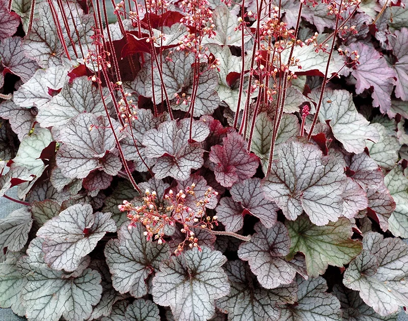 Northern Exposure™ Silver Heuchera 2 Northern Exposure™ Silver Heuchera