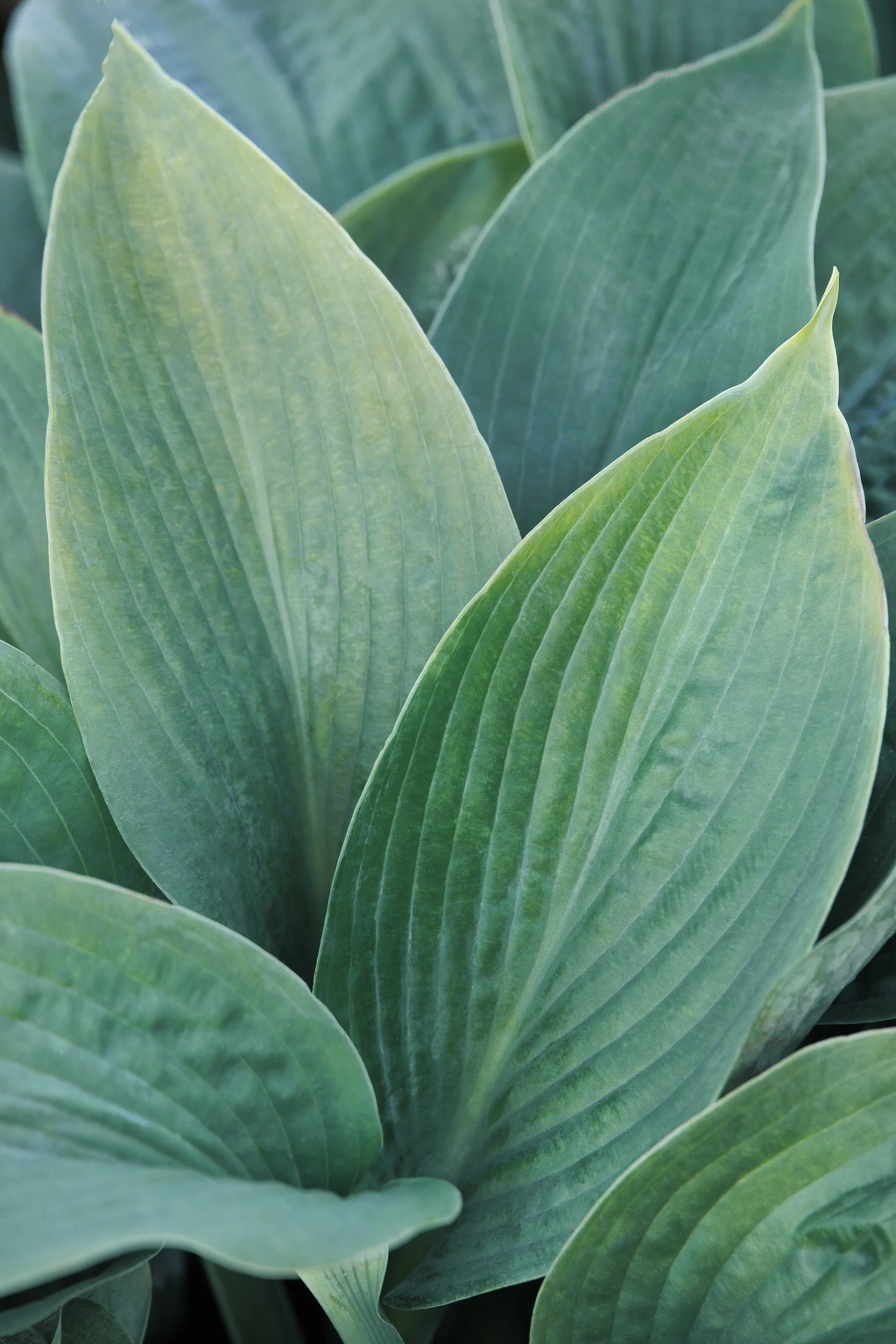 Big Daddy Hosta 1 Big Daddy Hosta