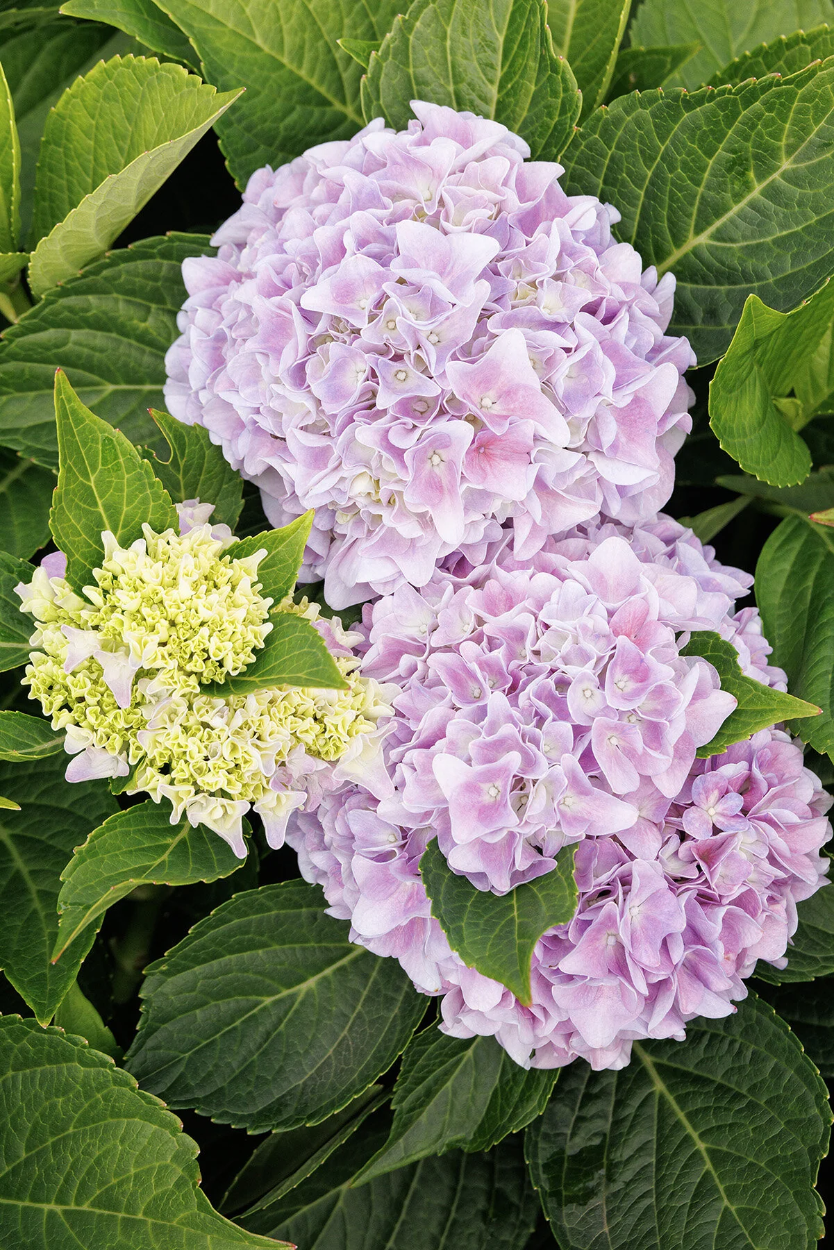 Seaside Serenade® Kitty Hawk Hydrangea 7 Seaside Serenade® Kitty Hawk Hydrangea