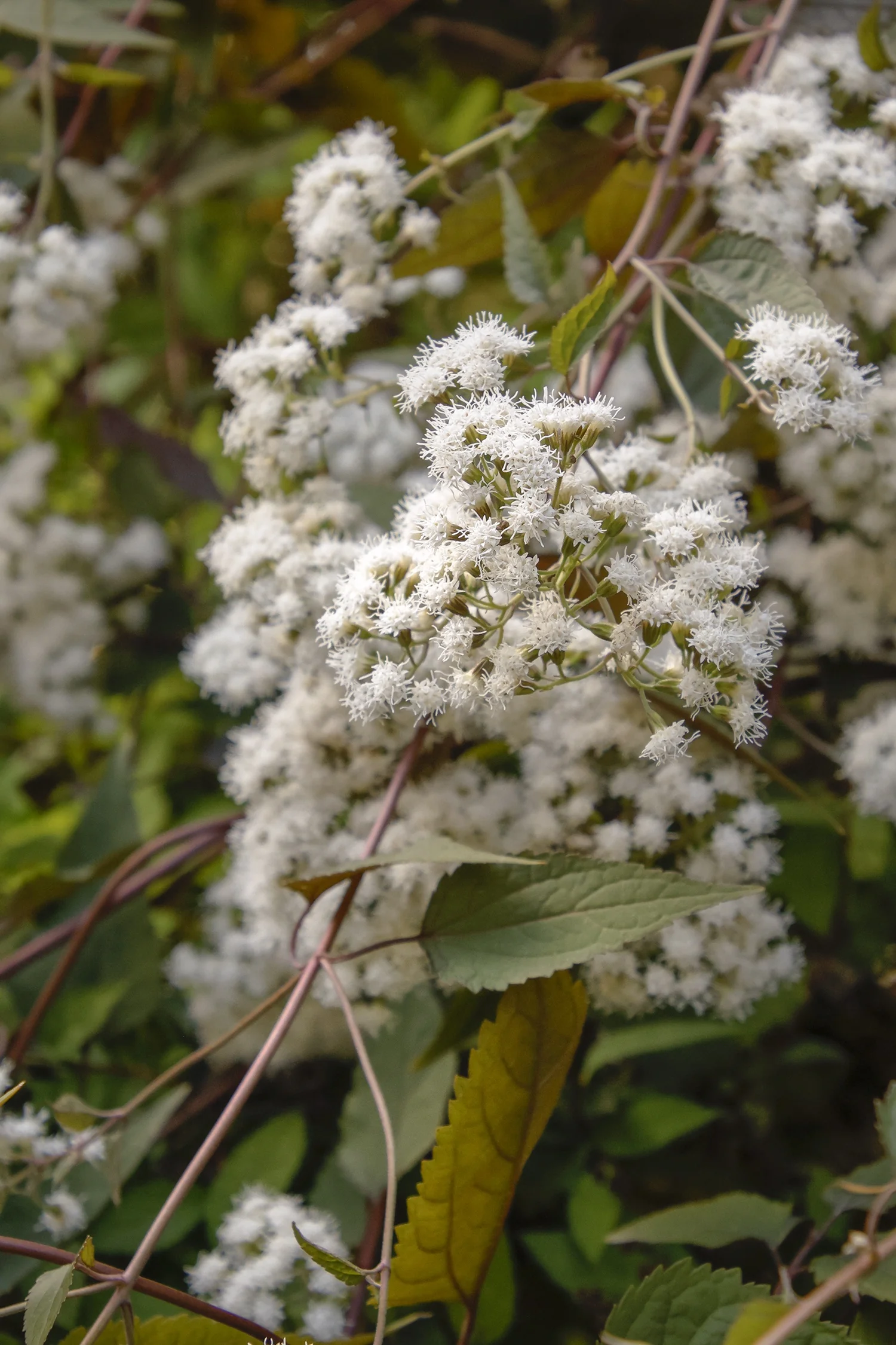 Chocolate White Snakeroot 2 Chocolate White Snakeroot