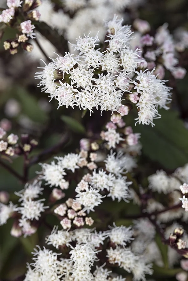 Chocolate White Snakeroot 2 Chocolate White Snakeroot